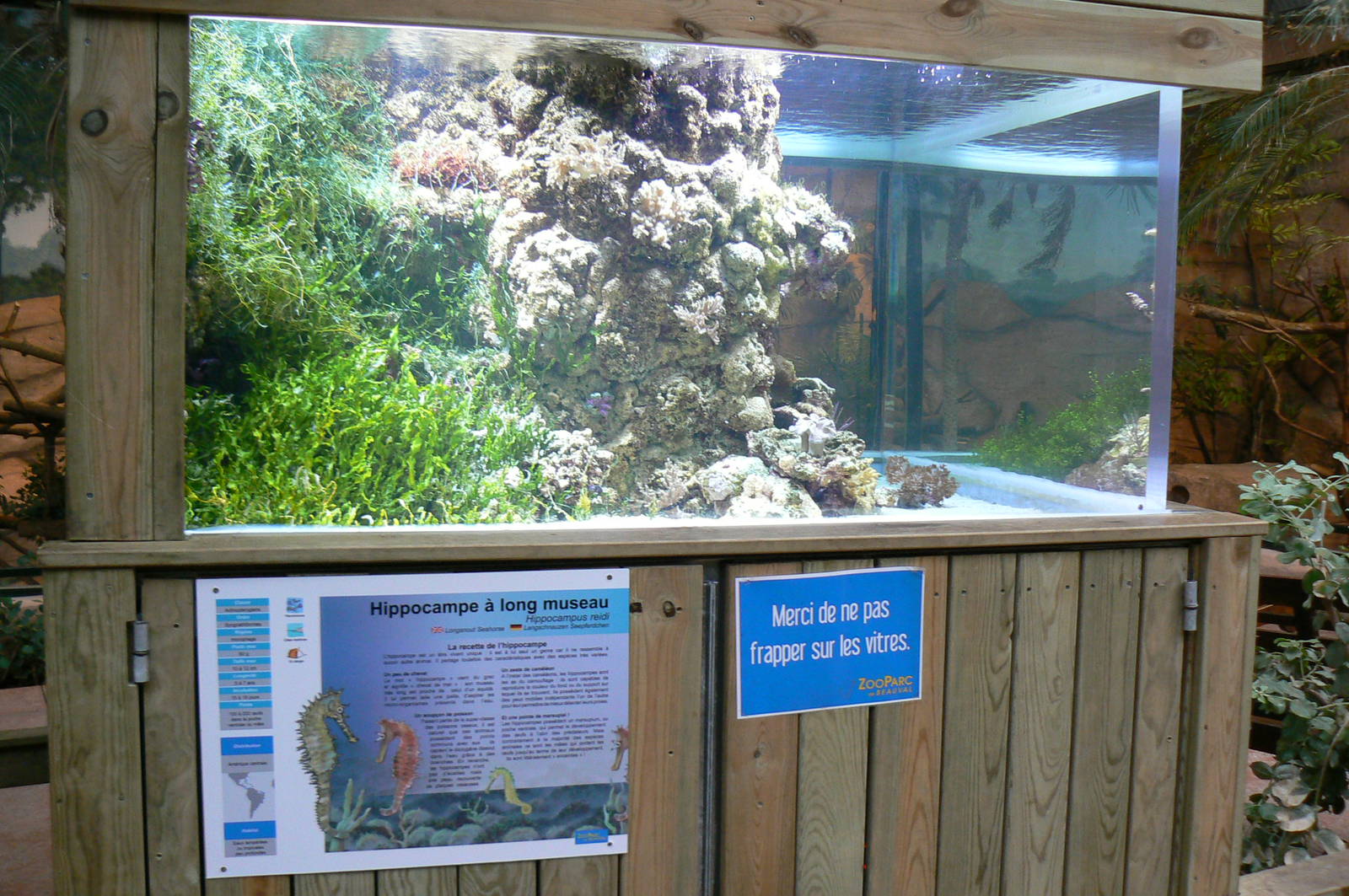 Australian greenhouse -  Long Snout seahorses aquarium