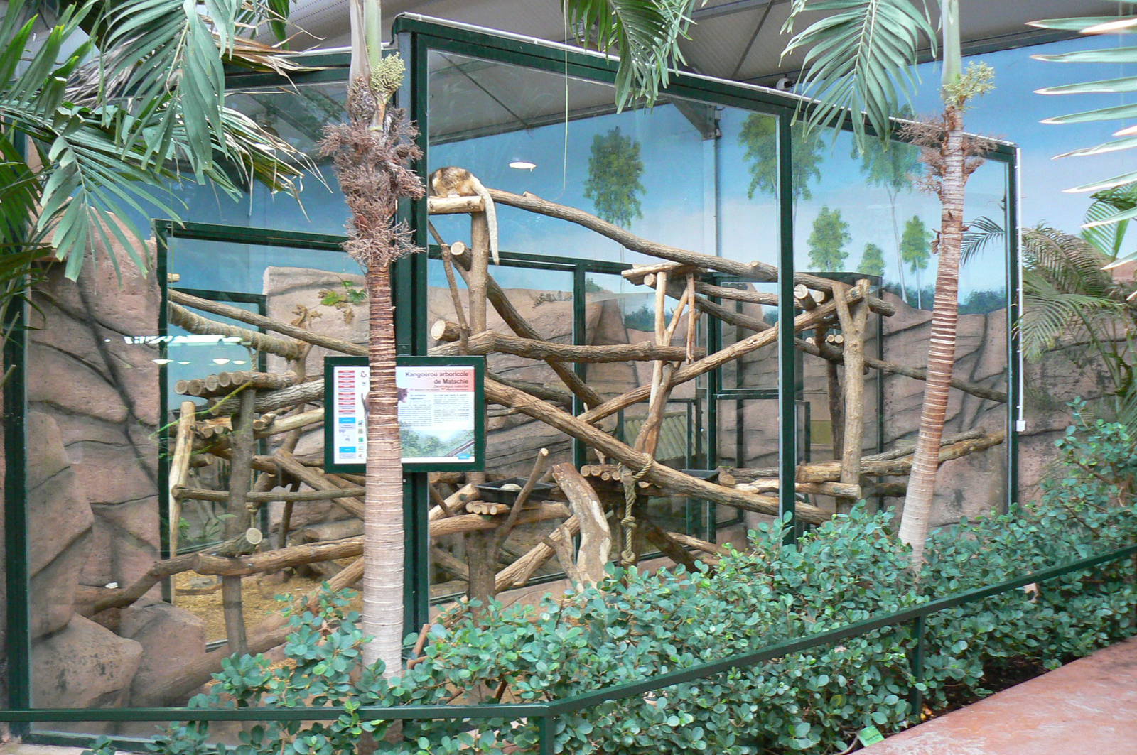 Australian greenhouse -  Matschie's tree kangaroo enclosure