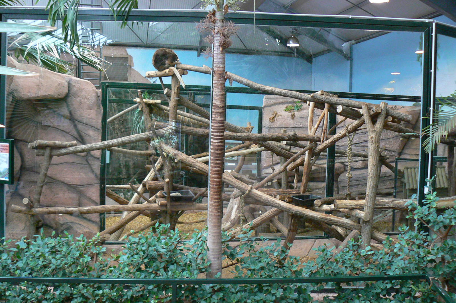 Australian greenhouse - Matschie's tree kangaroos enclosures