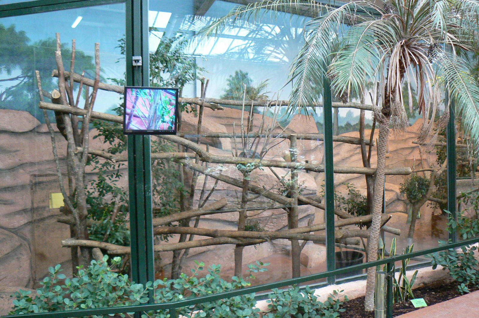 Australian greenhouse - One of the three koalas enclosures