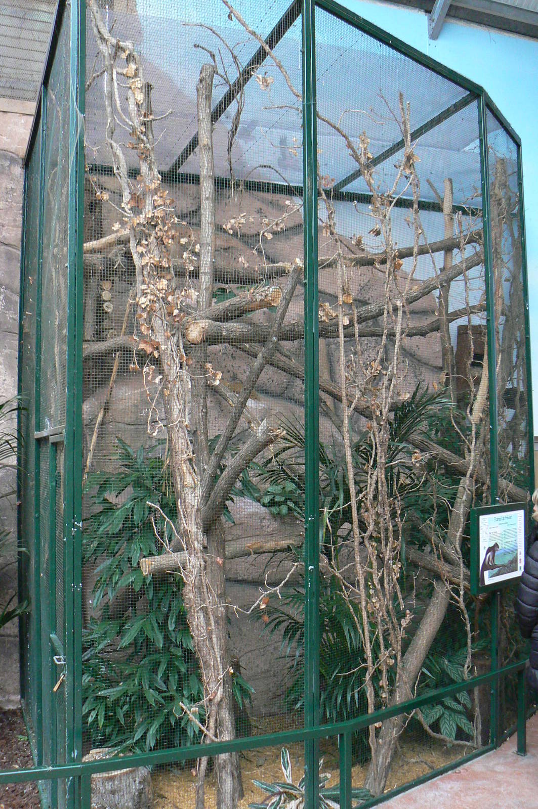 Australian greenhouse -  Prevost squirrels exhibit