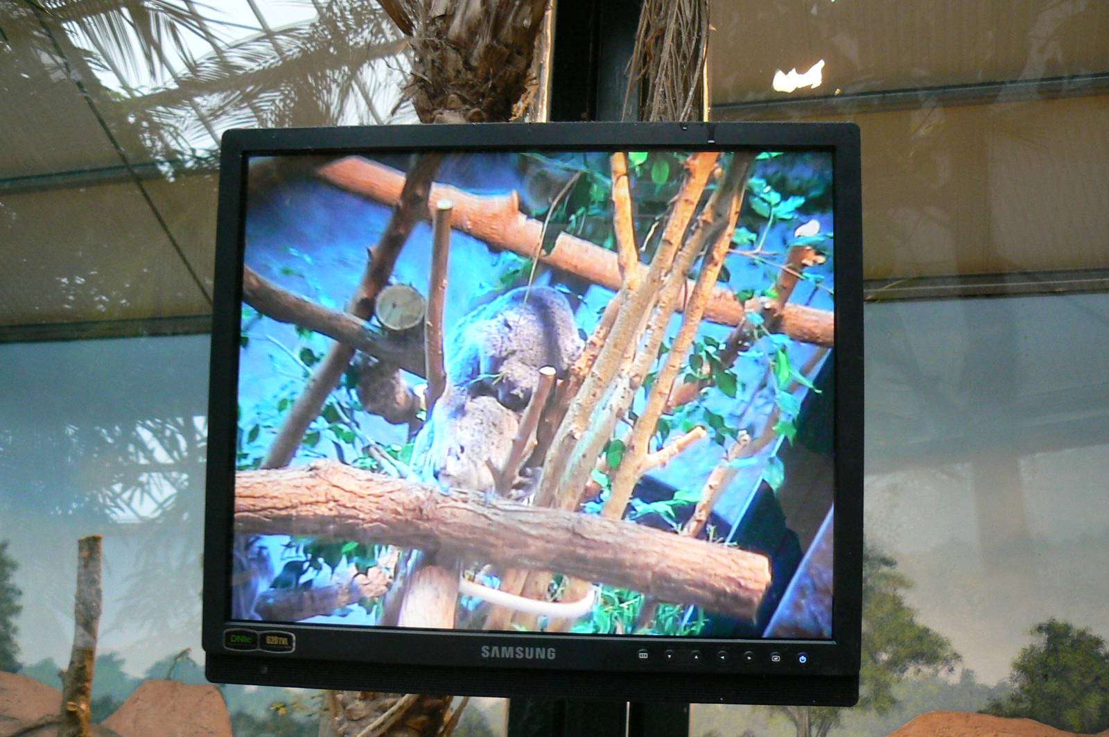 Australian greenhouse - Tv screen for koala enclosure