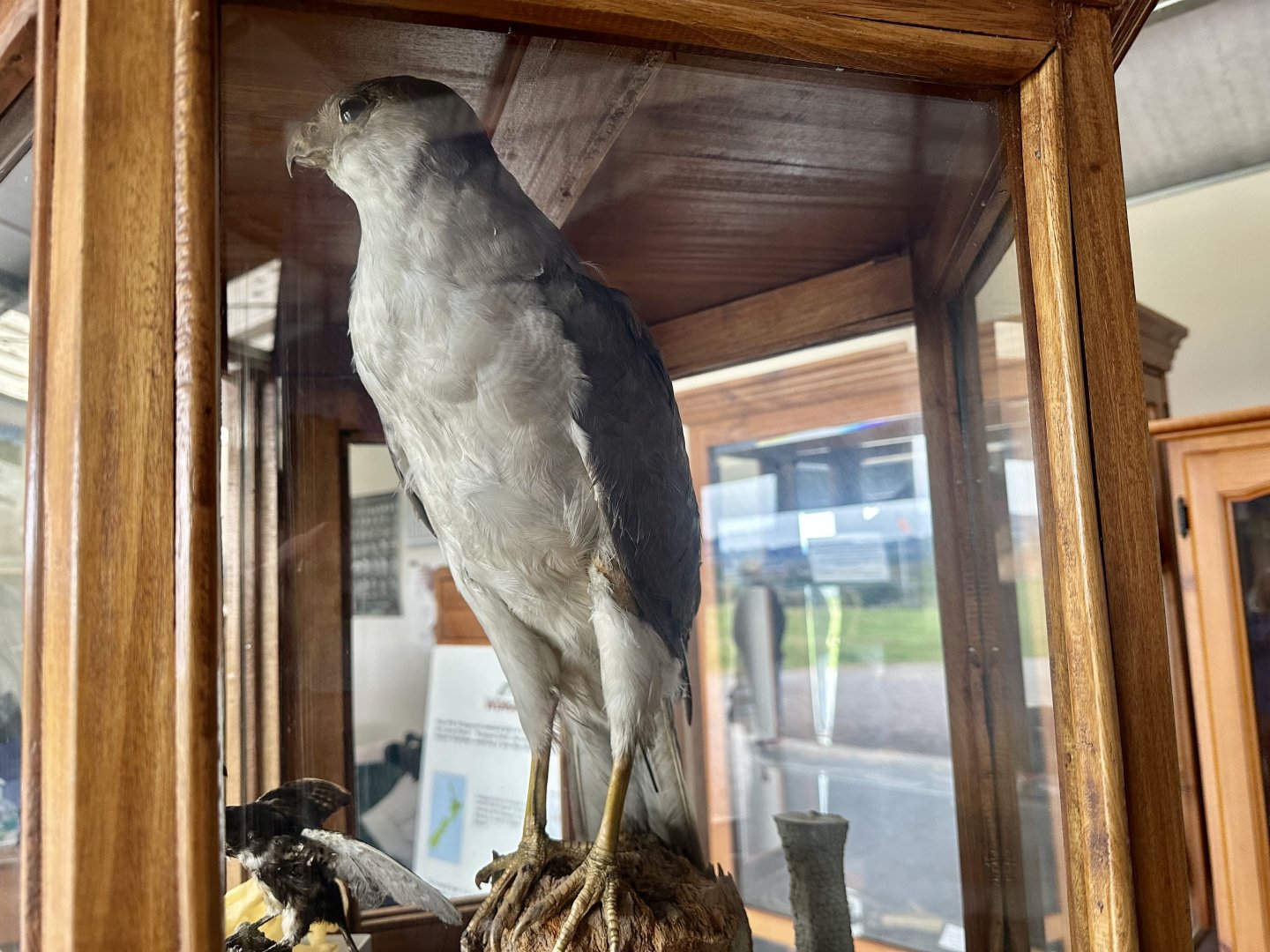 Australian grey goshawk (Tachyspiza novaehollandiae)