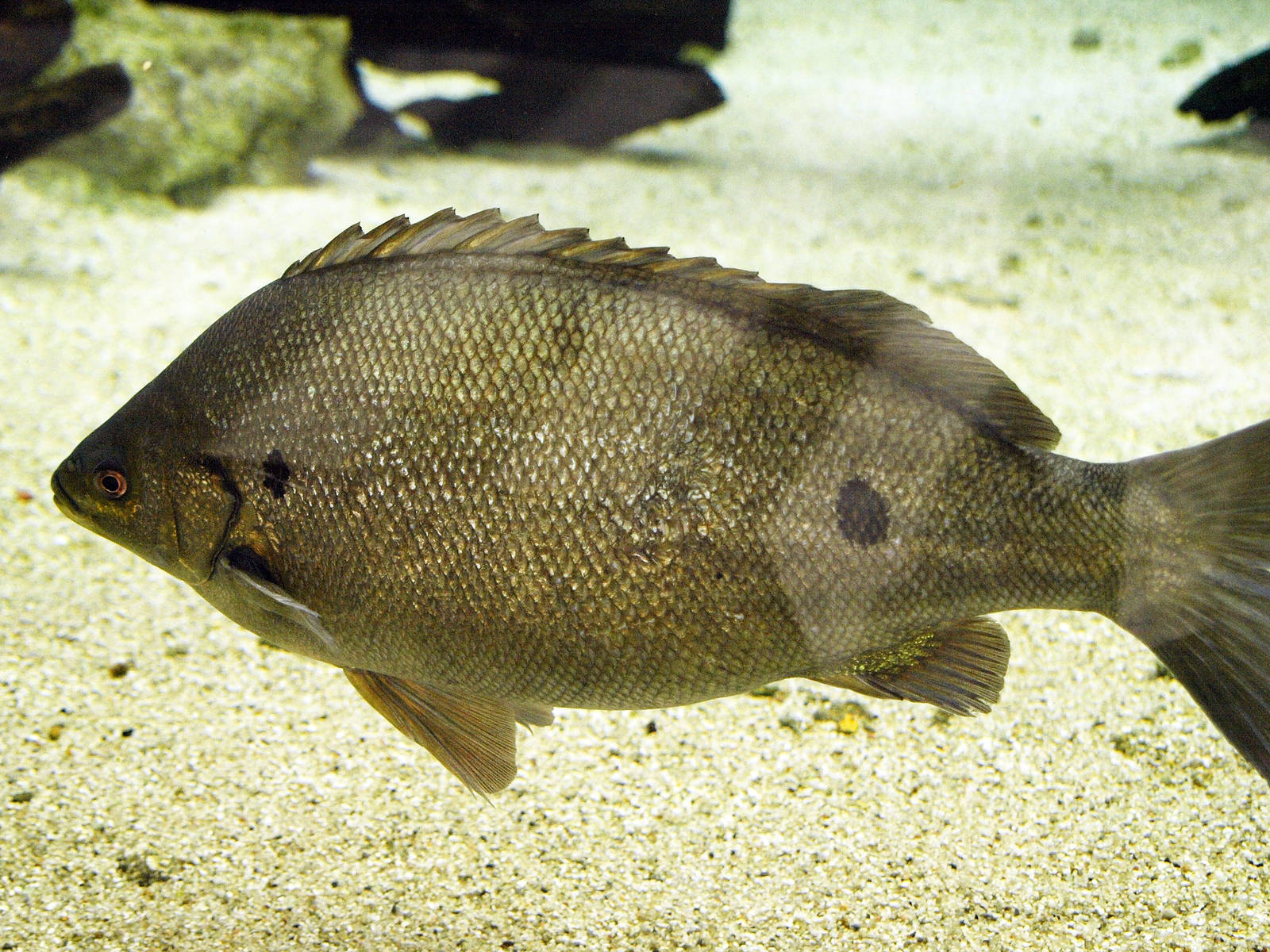 Australian grunter