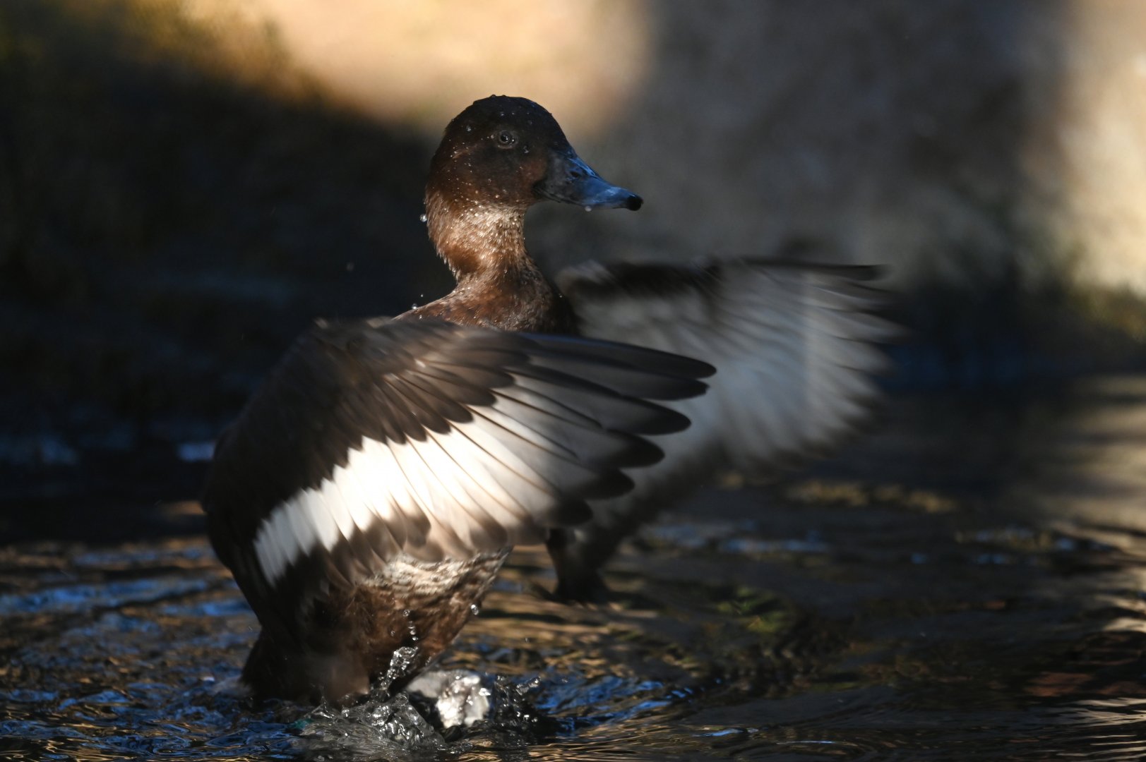Australian hardhead Aythya australis