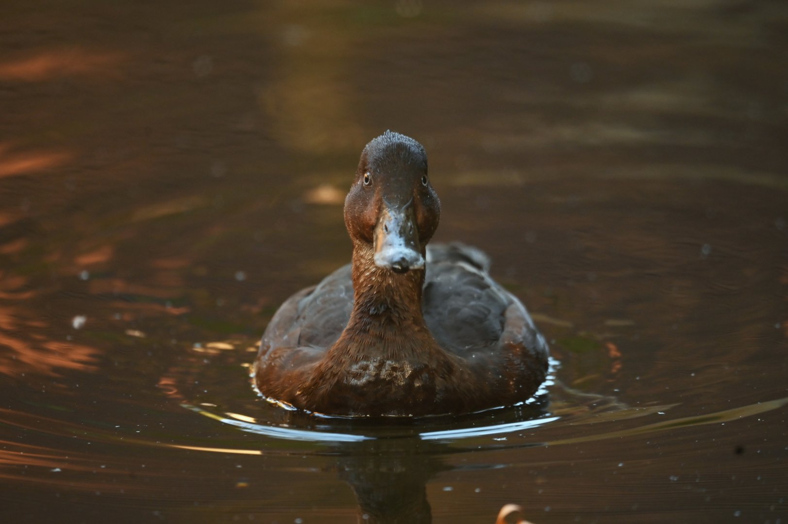 Australian hardhead Aythya australis