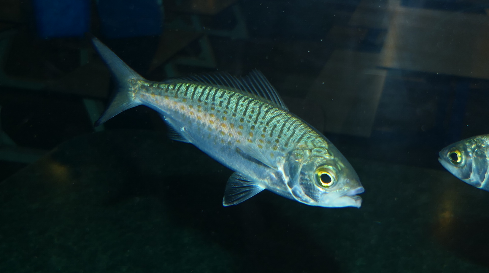 Australian Herring (Arripis georgianus) - Cicerello's Aquarium, Fremantle