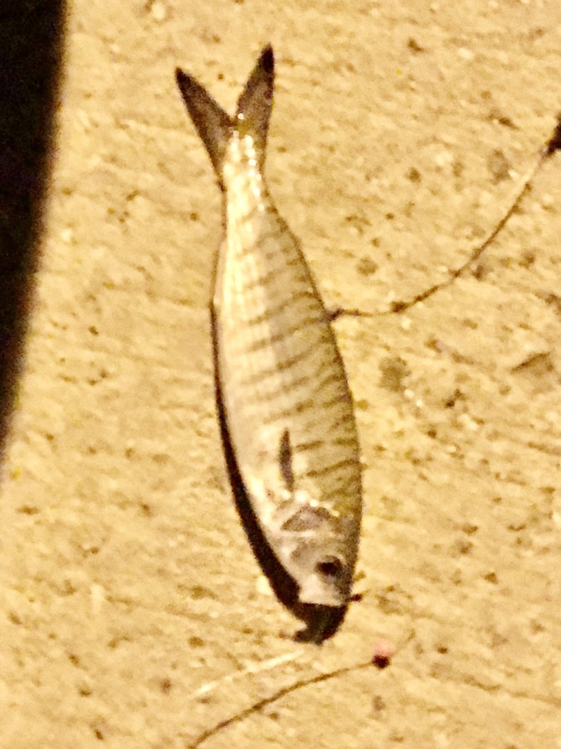 Australian Herring (Arripis georgianus)