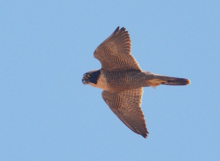 Australian hobby 2