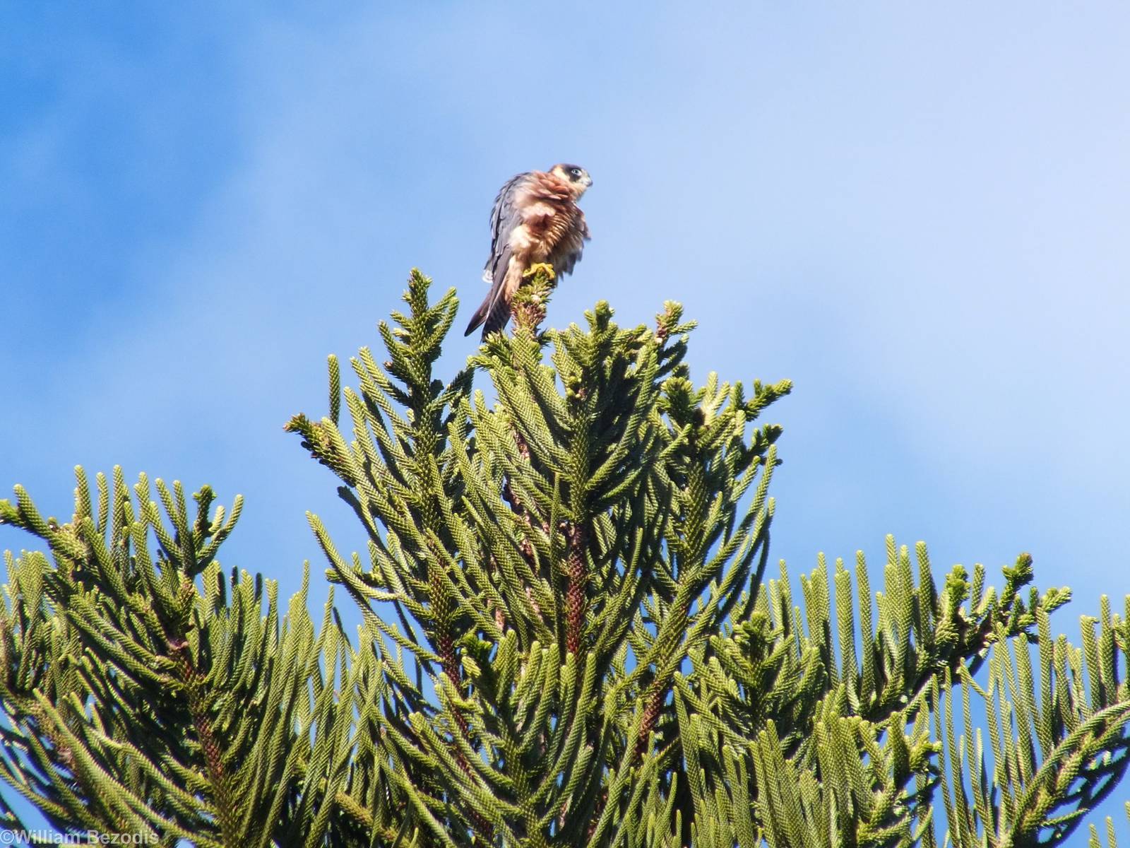 Australian Hobby - 2014