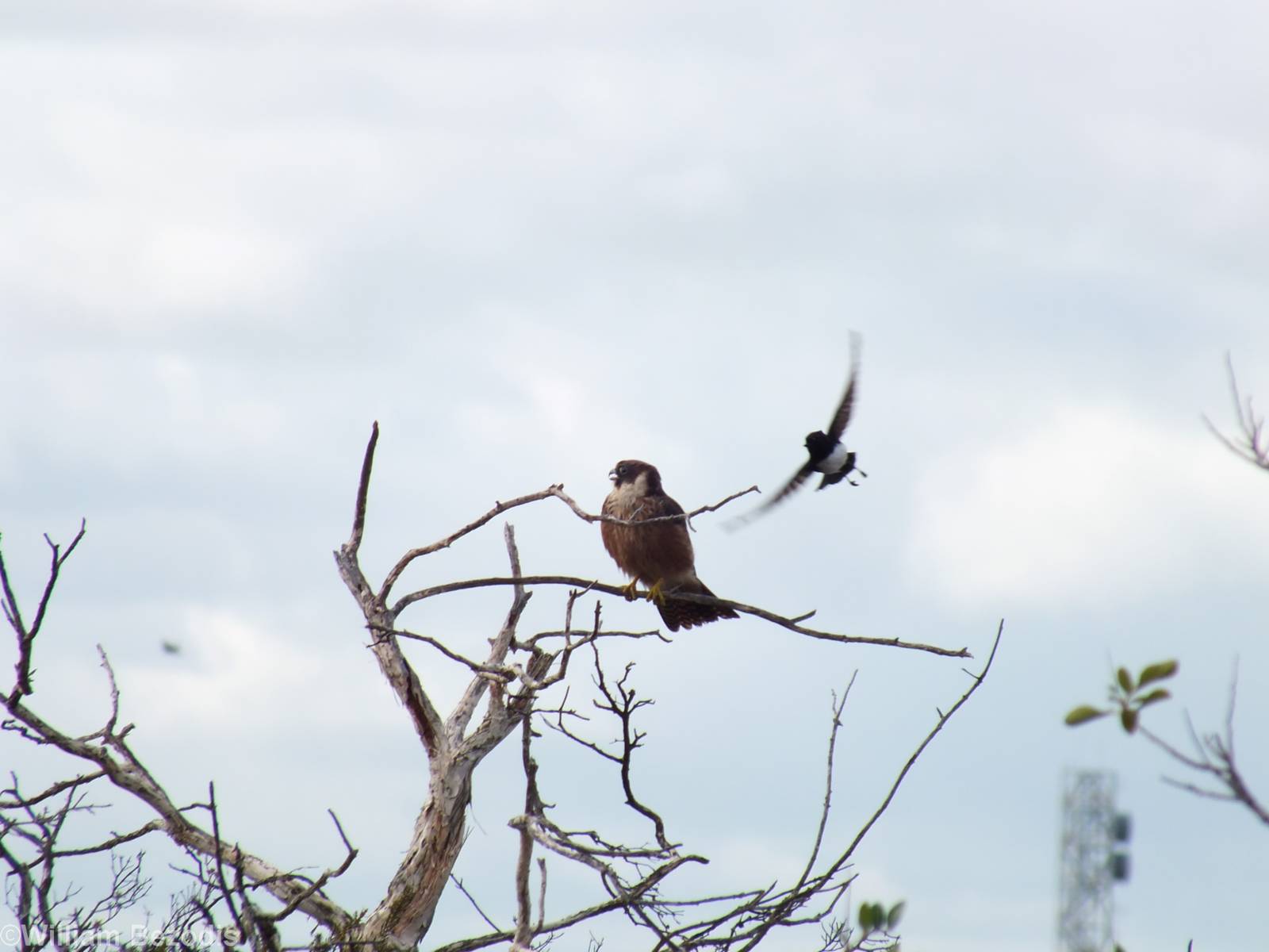 Australian Hobby Being Mobbed by a Willie Wagtail