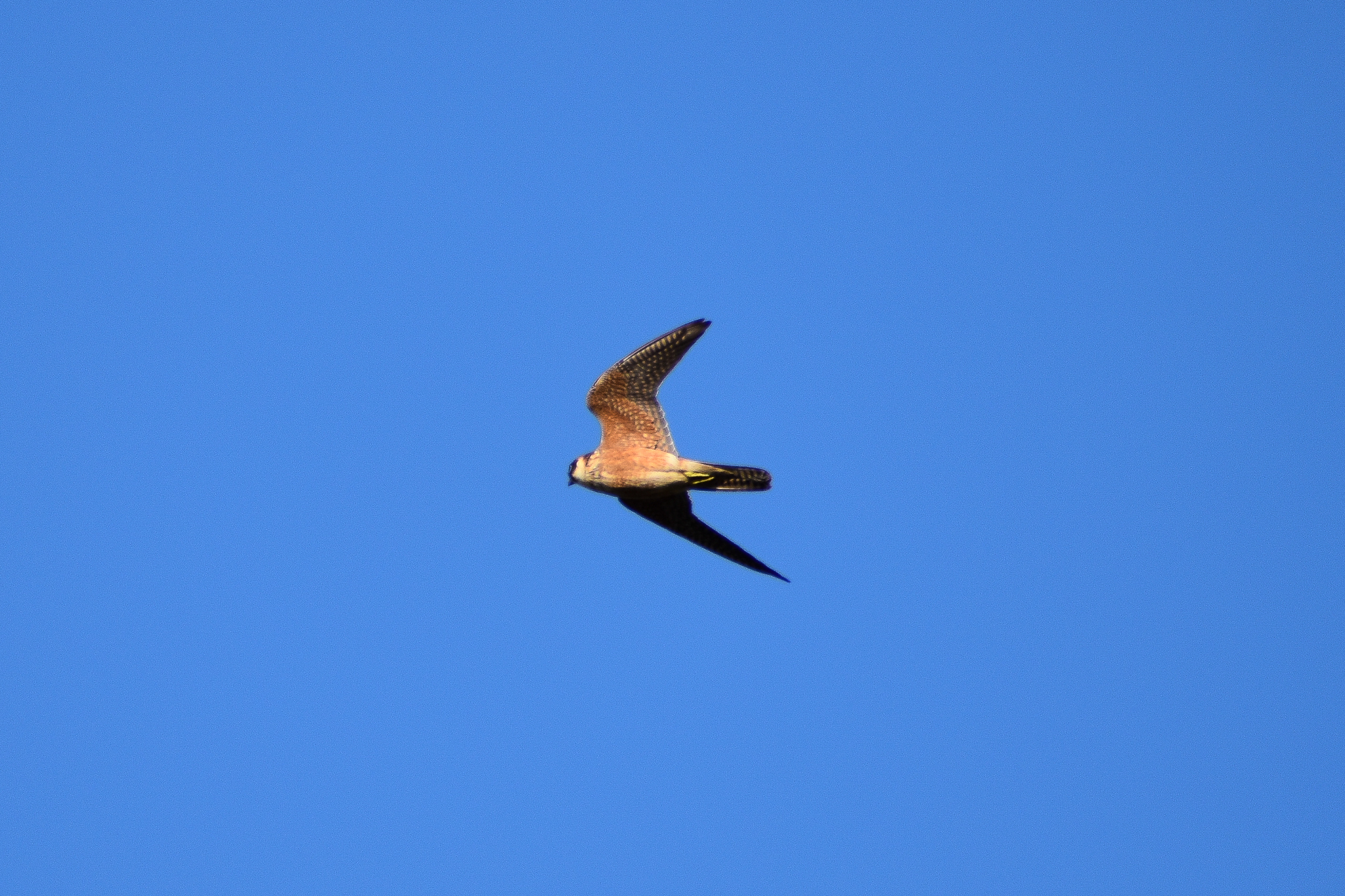 Australian Hobby (Falco longipennis)