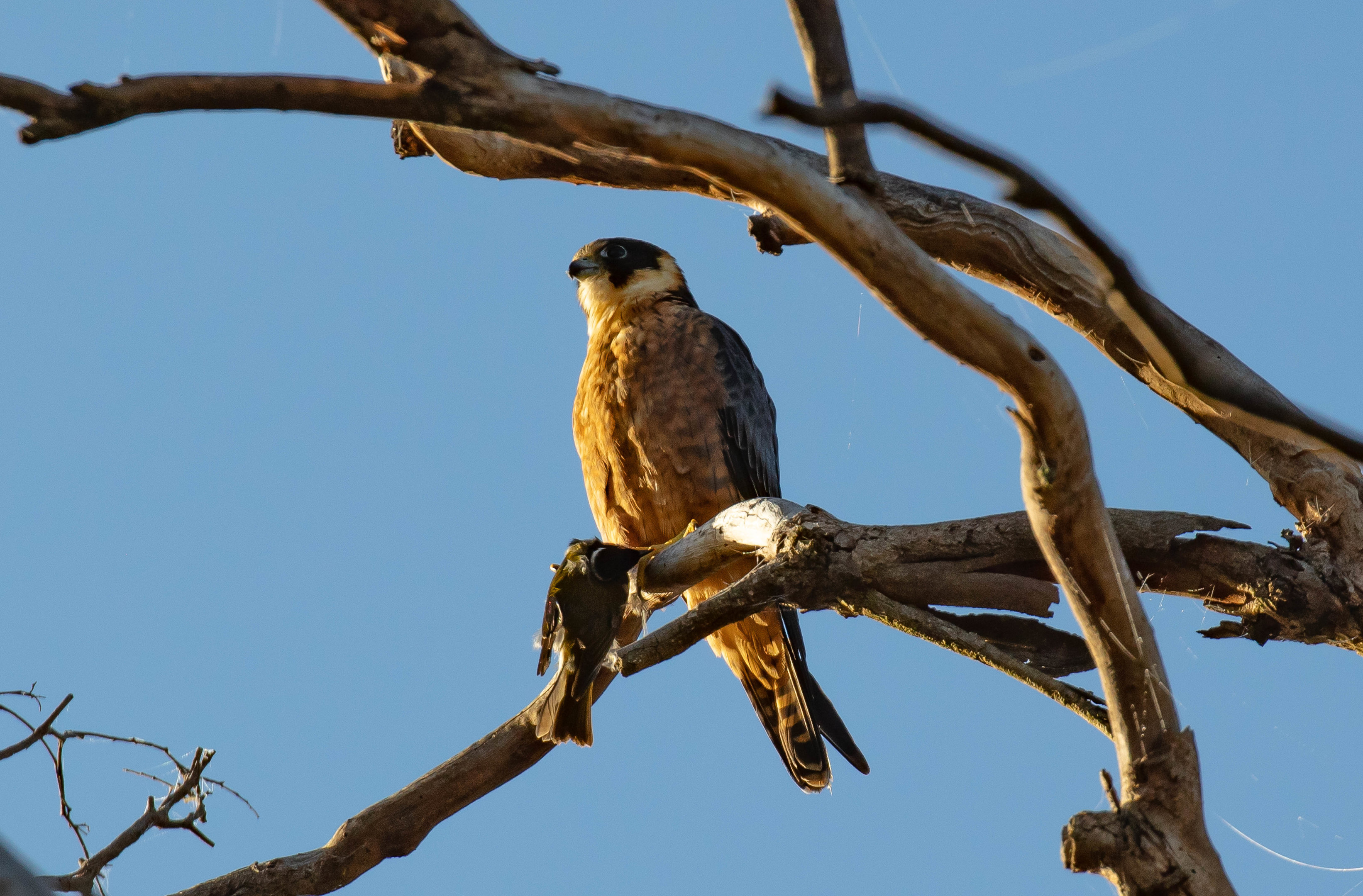 Australian Hobby with breakfast