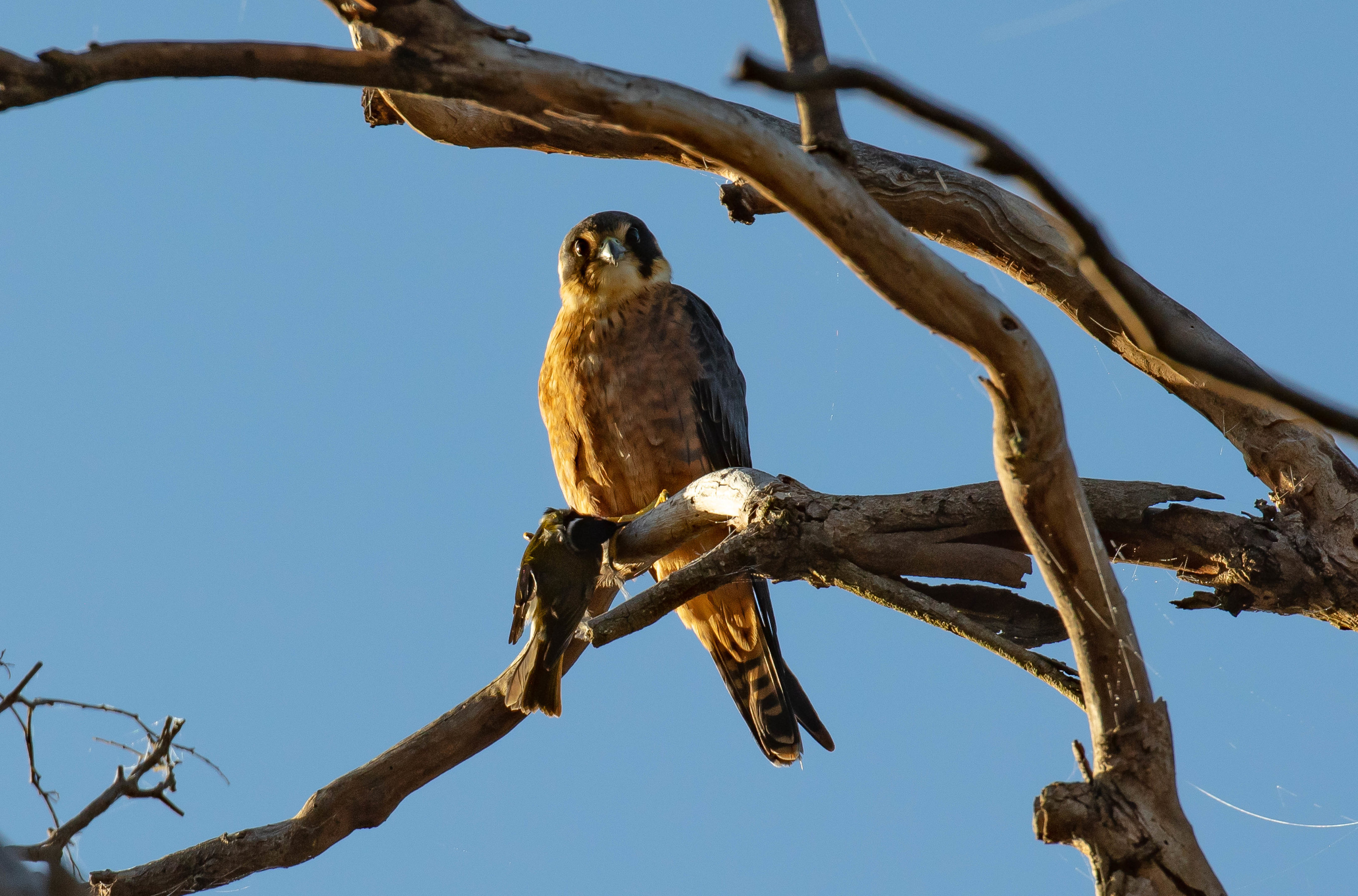 Australian Hobby with breakfast