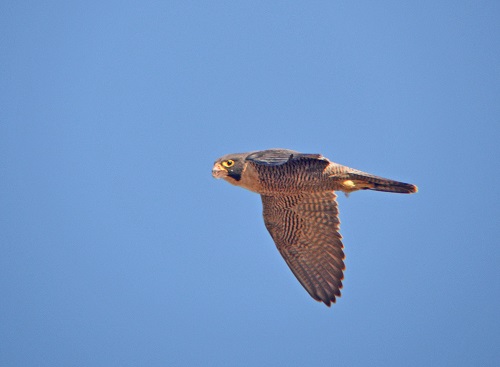 Australian hobby.