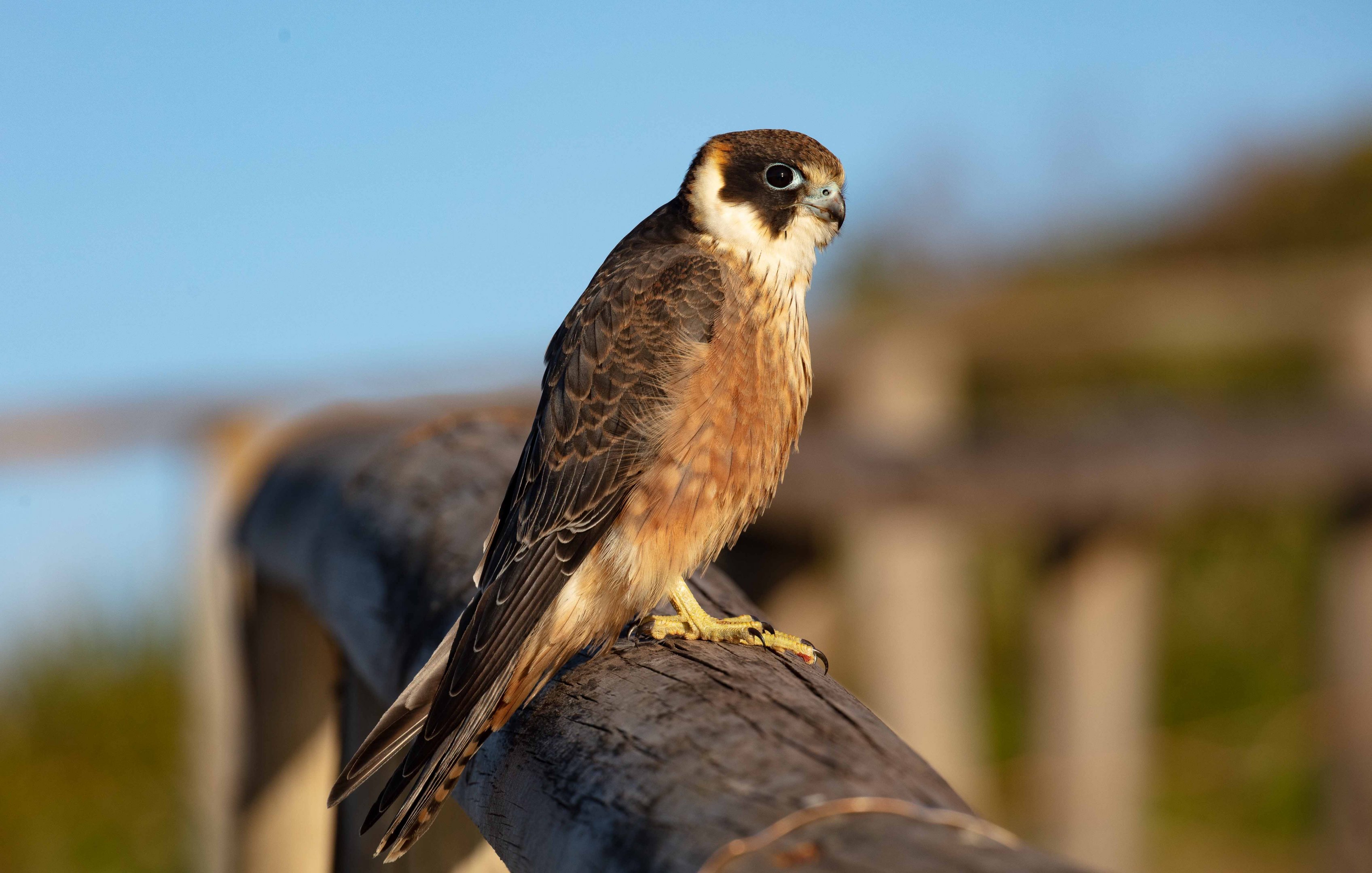 Australian Hobby