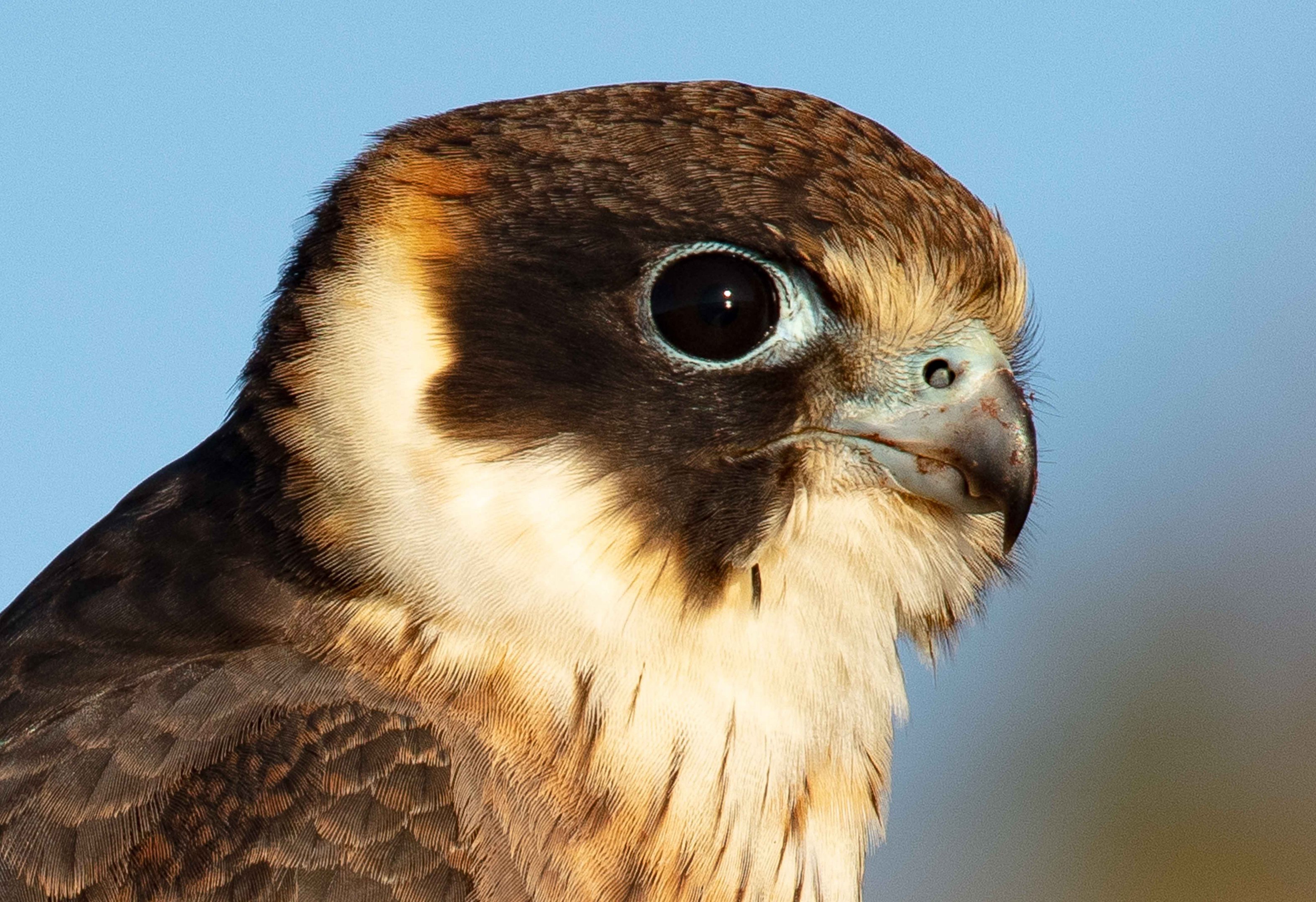 Australian Hobby