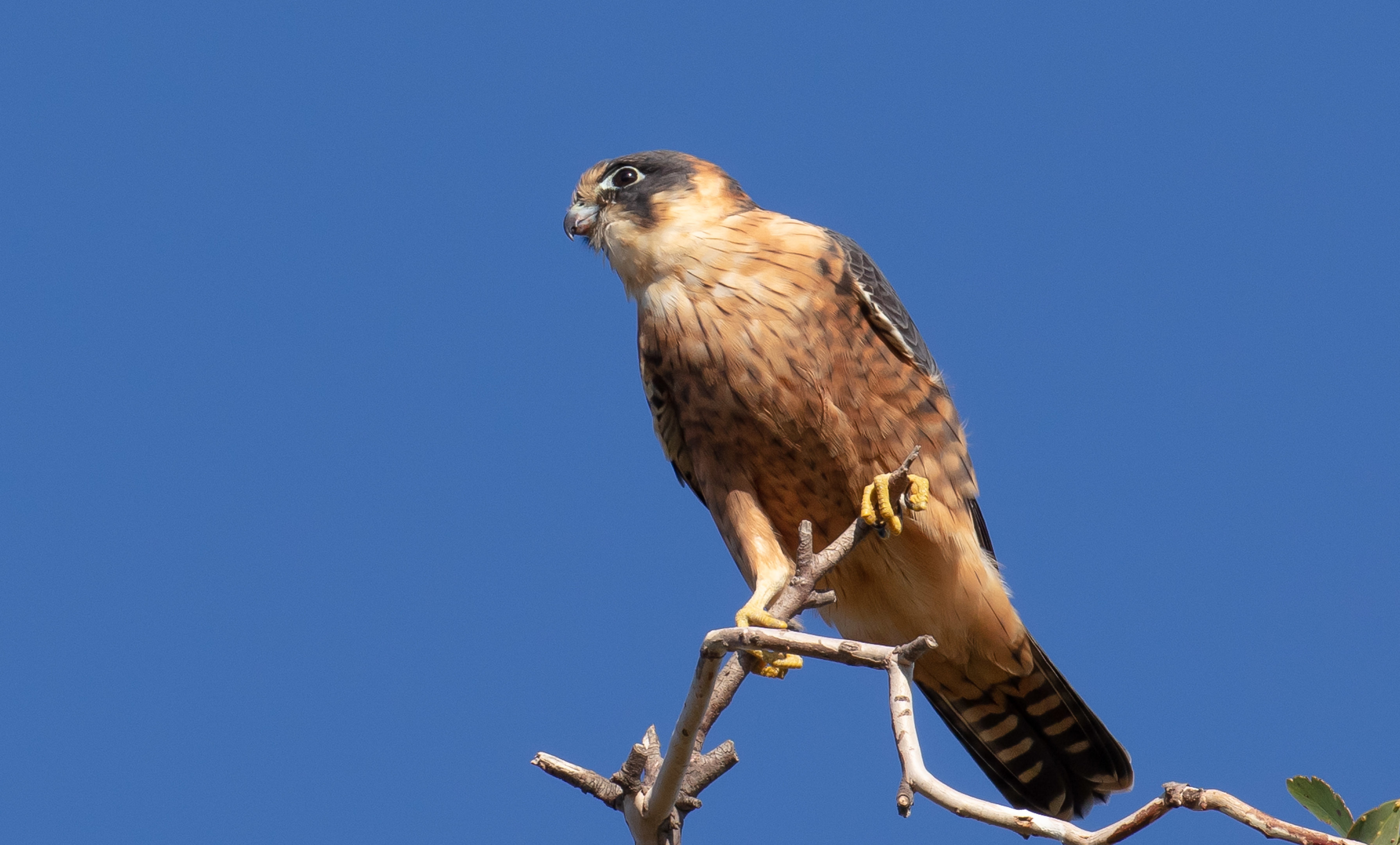 Australian Hobby