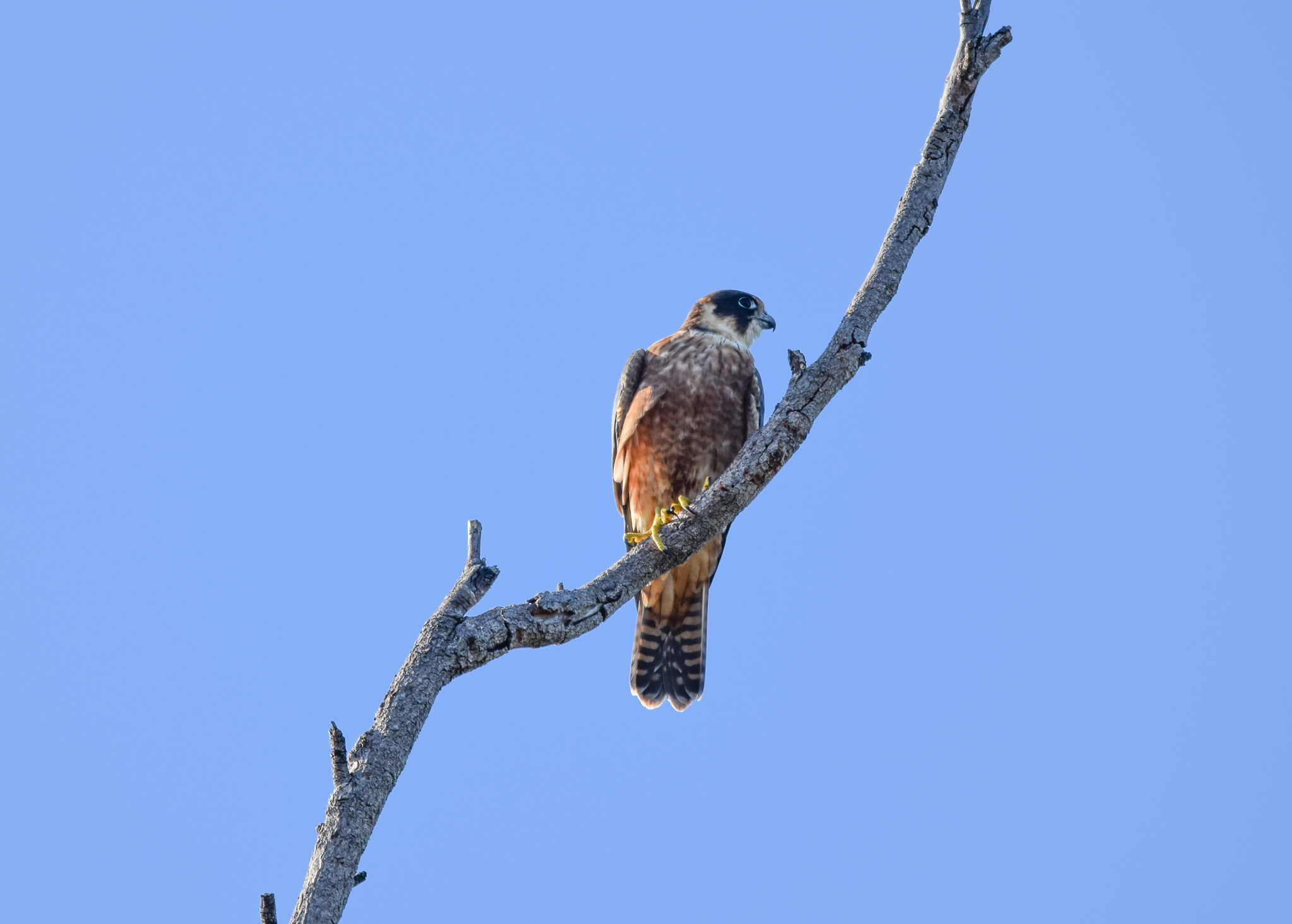 Australian Hobby
