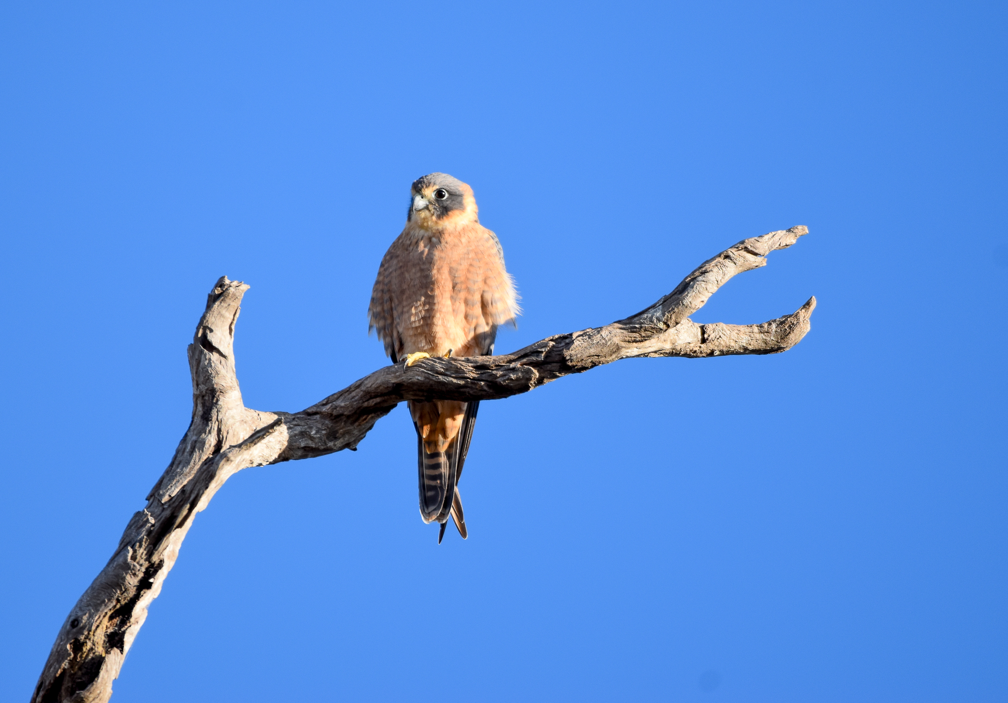 Australian Hobby