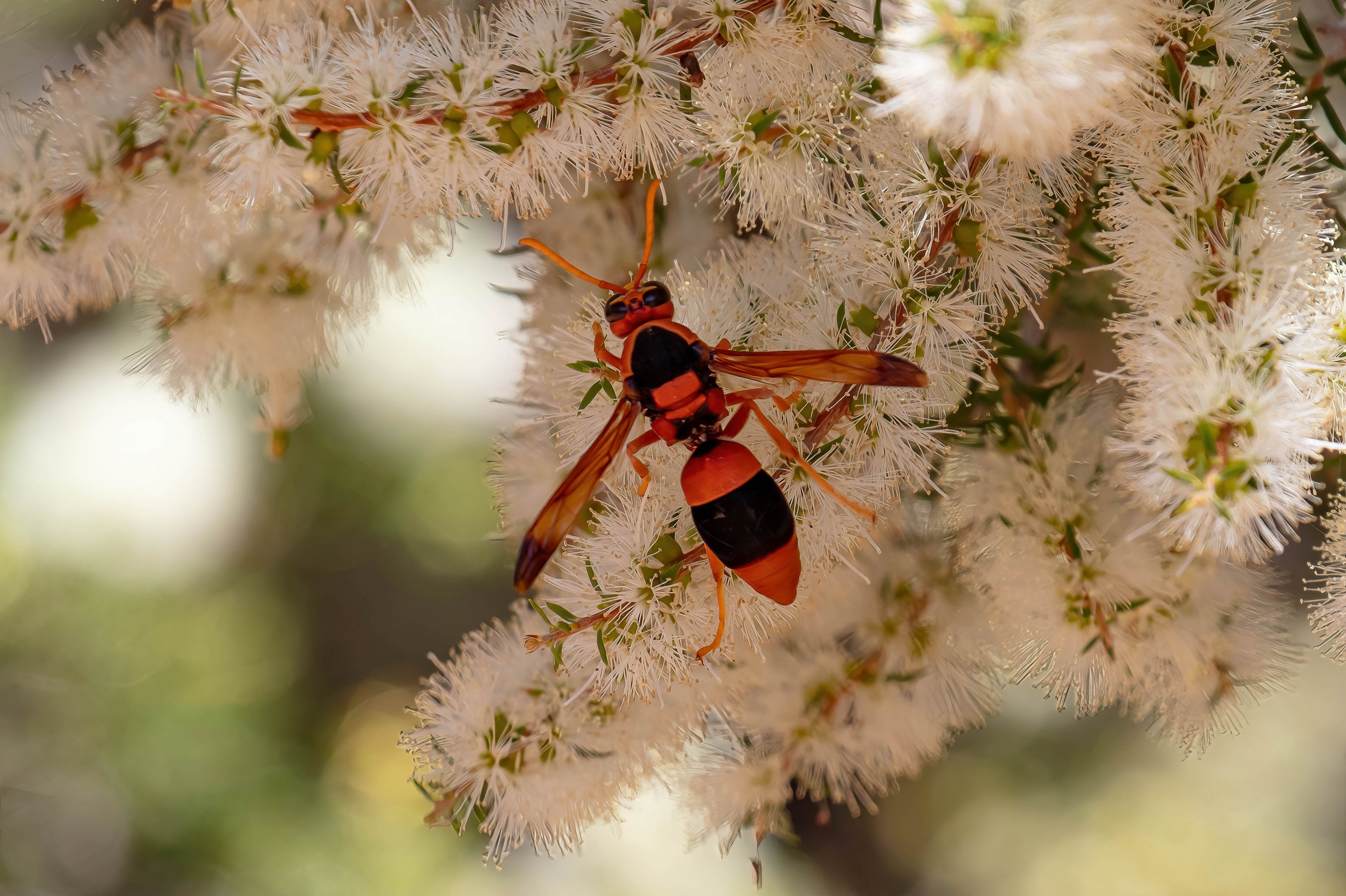 Australian Hornet