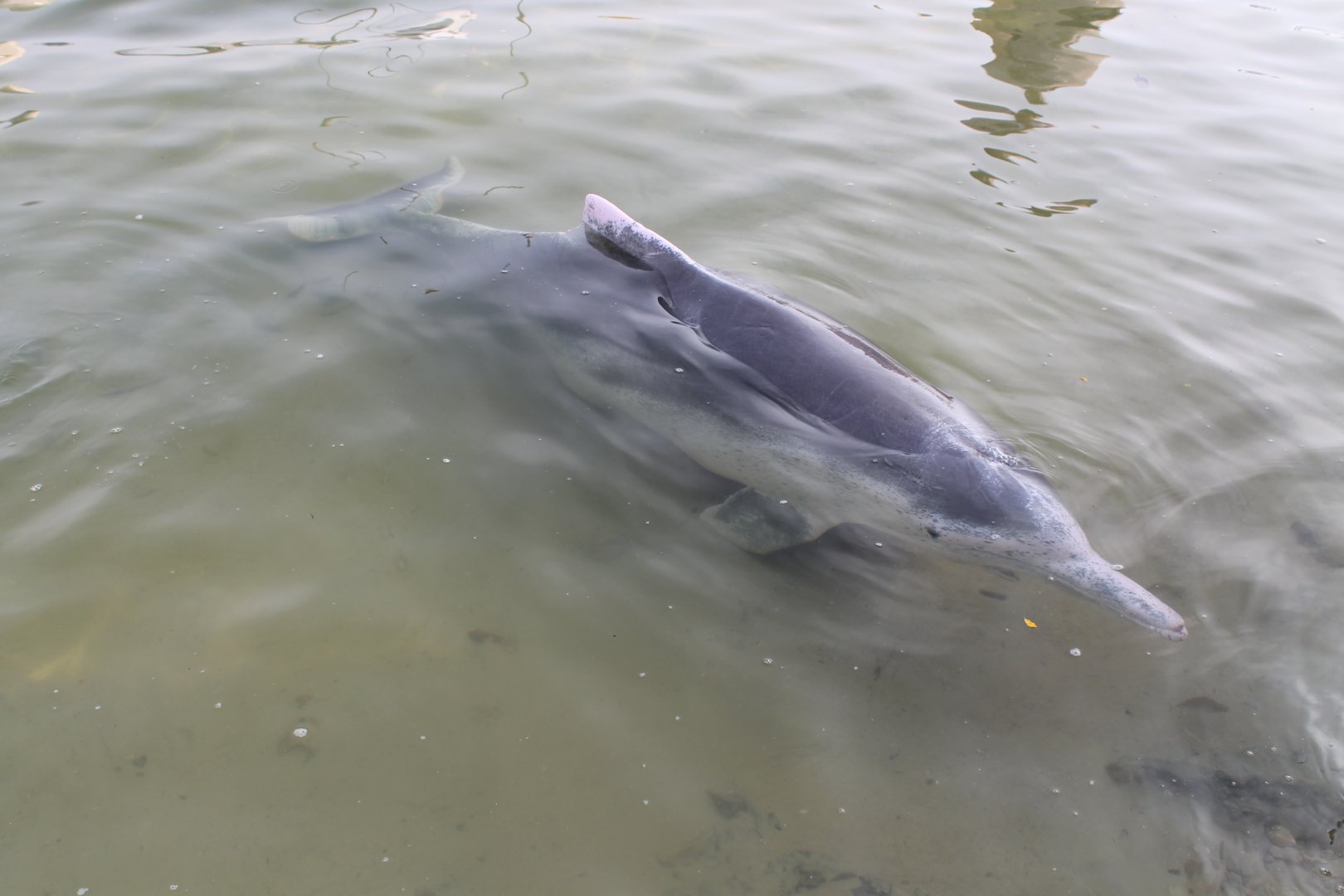 Australian Humpback Dolphin (Sousa sahulensis)