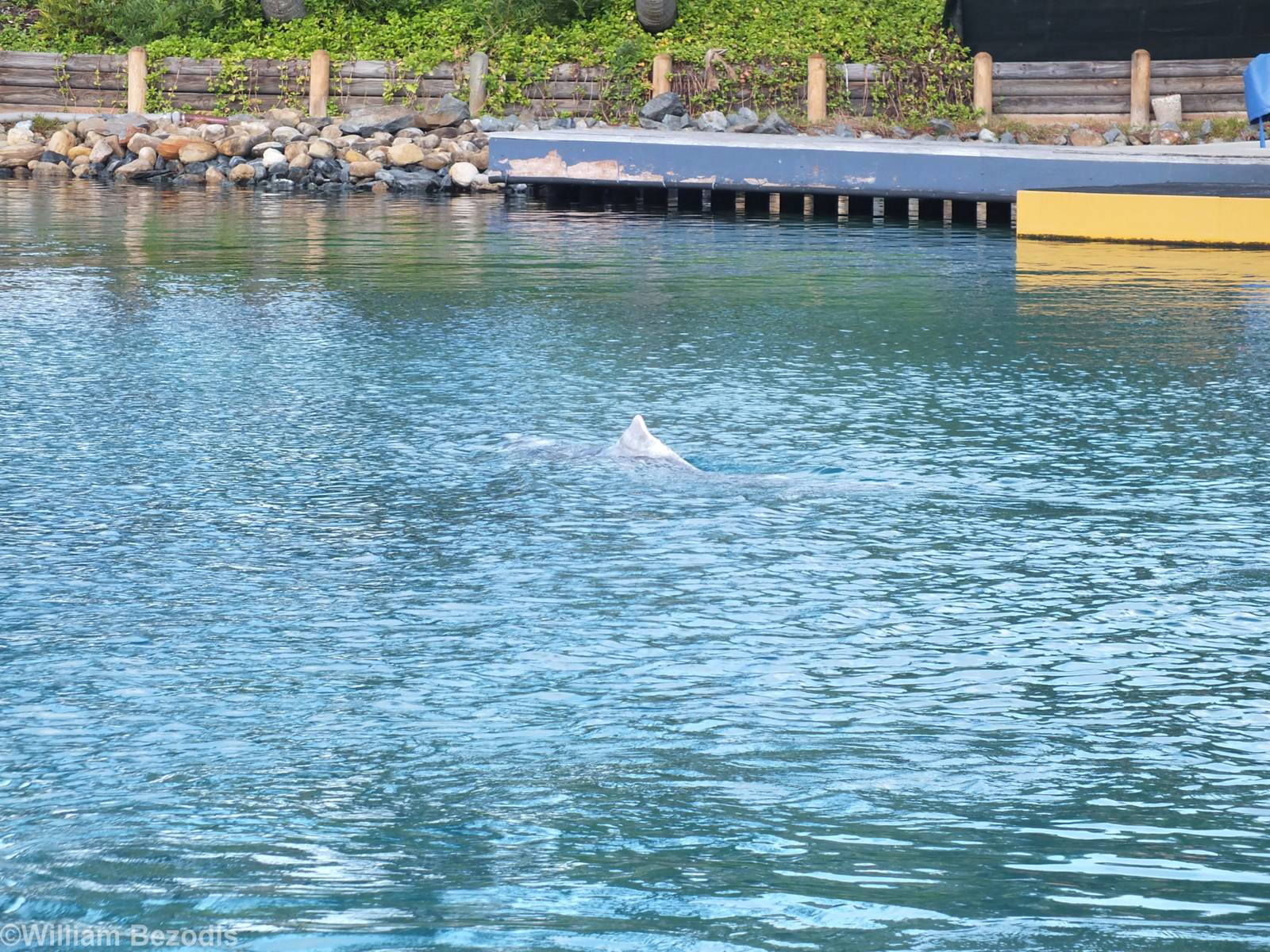 Australian Humpback Dolphin