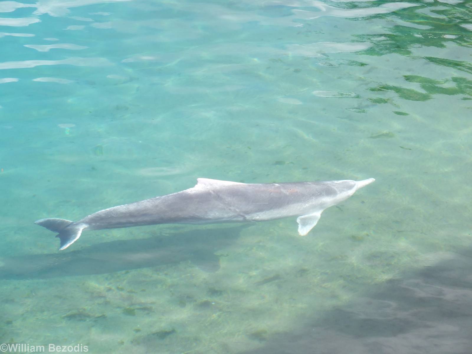 Australian Humpback Dolphin