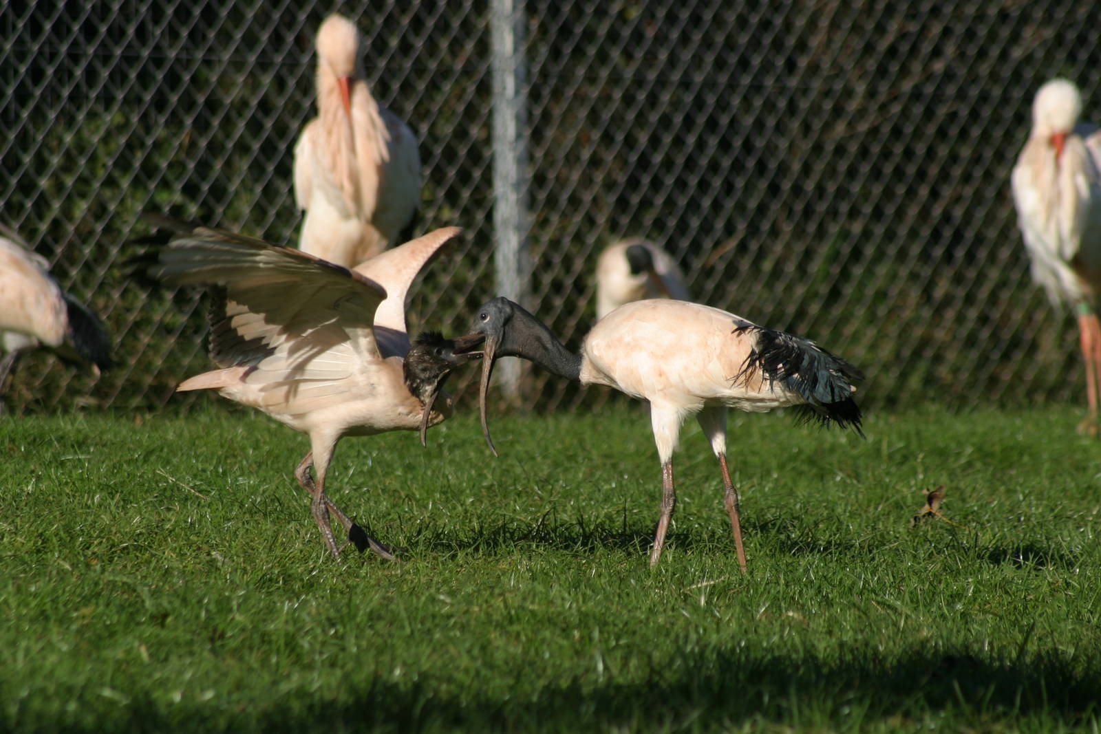 Australian Ibis