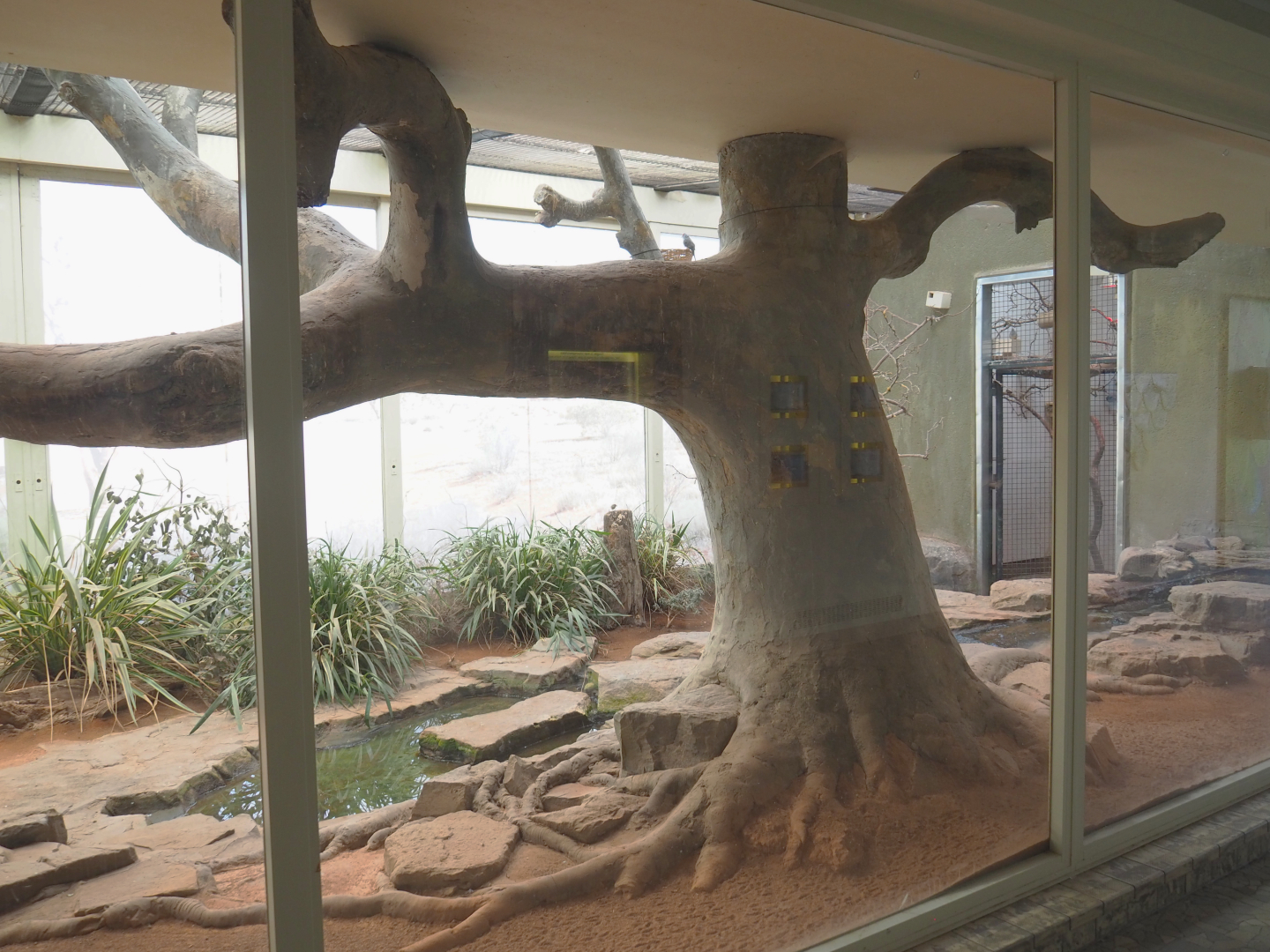 Australian indoor aviary, 2022-03-16