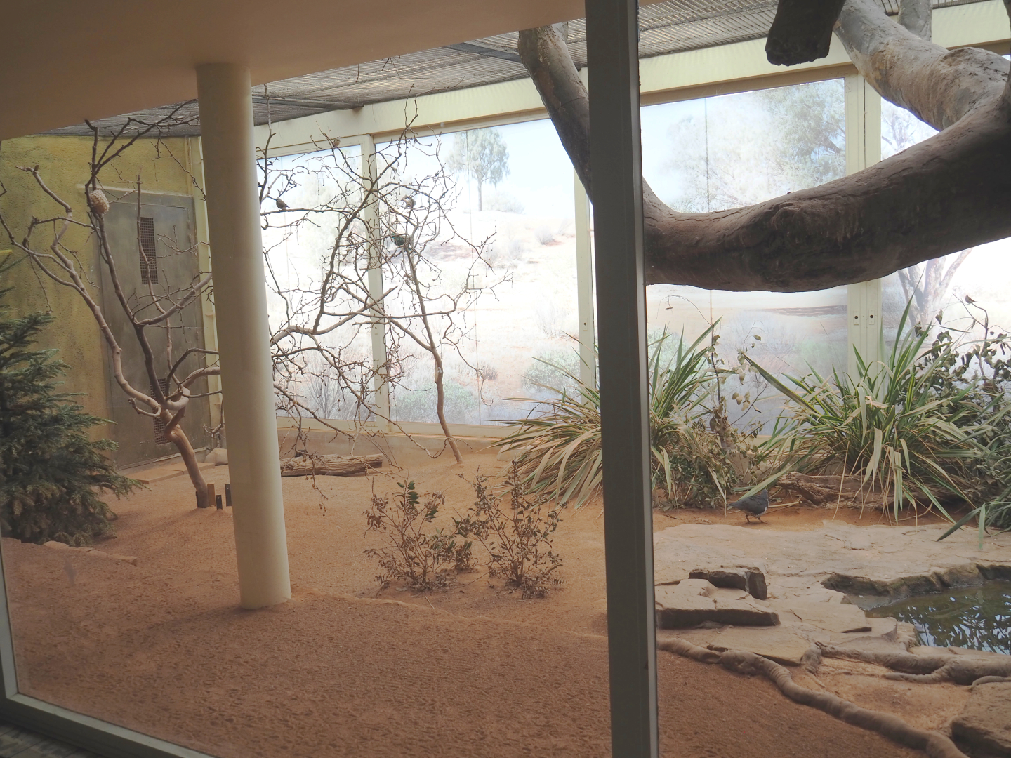 Australian indoor aviary, 2022-03-16