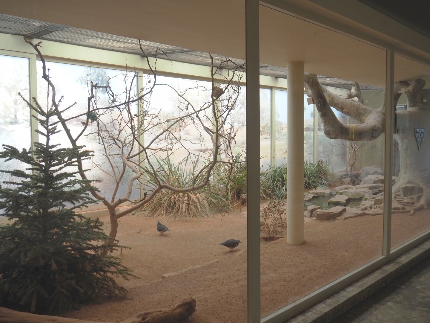 Australian indoor aviary, 2022-03-16