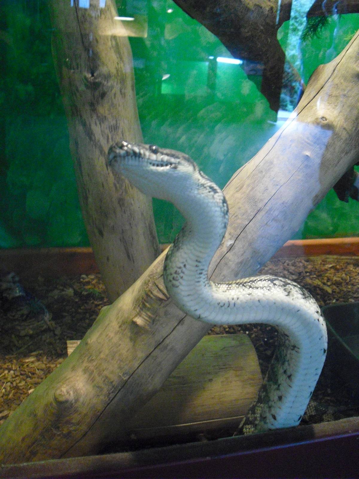Australian Inland Carpet Python - 16/10/2011
