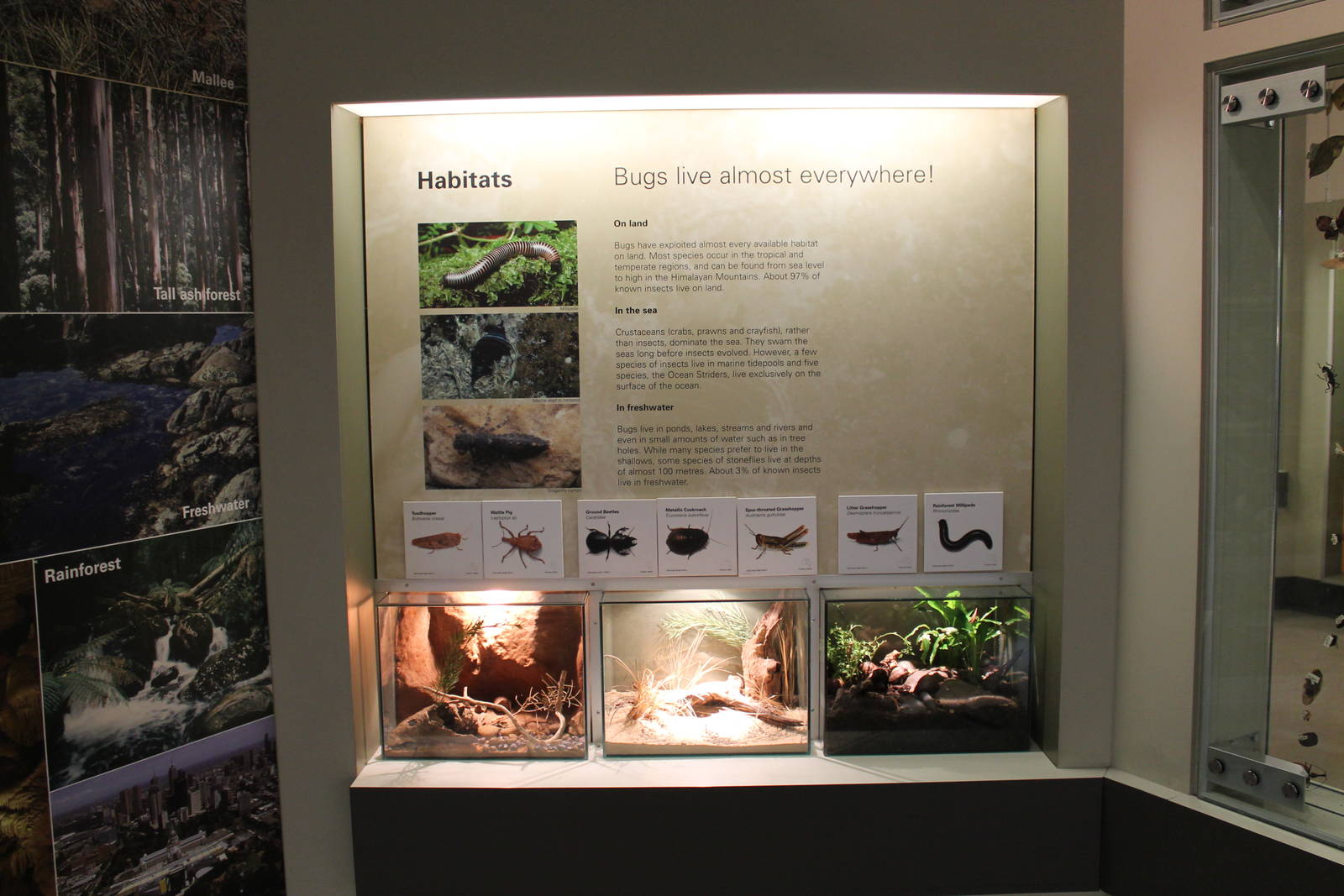 Australian invertebrate tanks