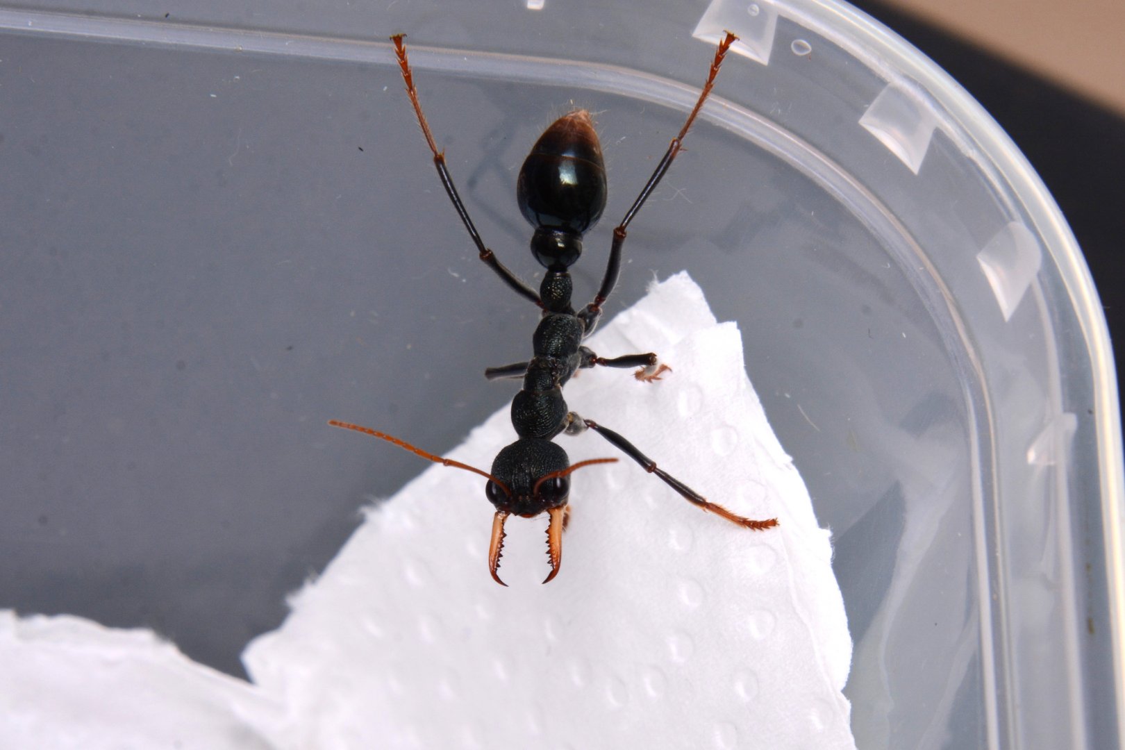 Australian jumper ant (Myrmecia tarsata)