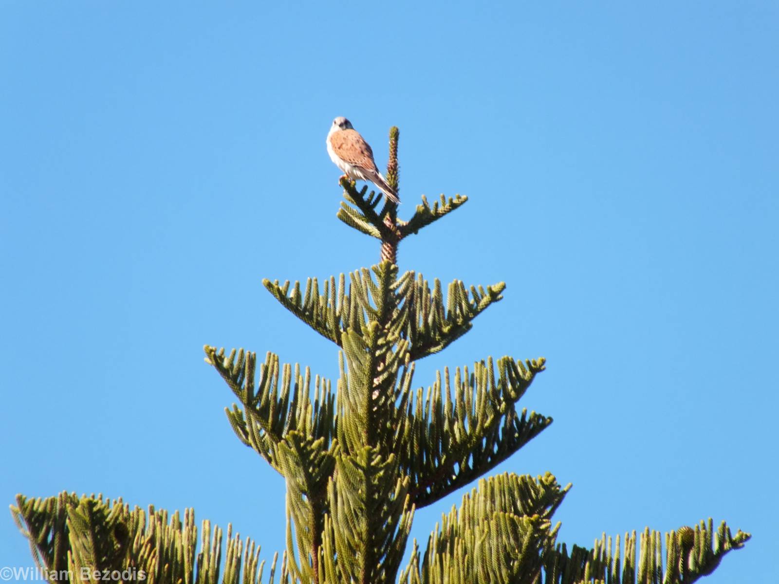 Australian Kestrel - Rottnest Island