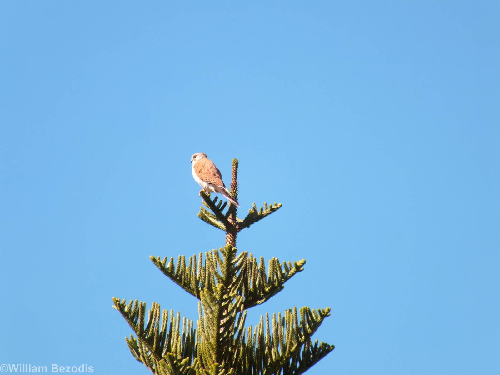 Australian Kestrel - Rottnest Island