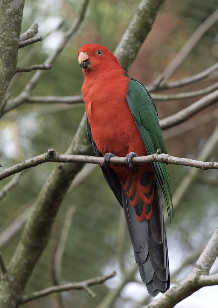 Australian king parakeet