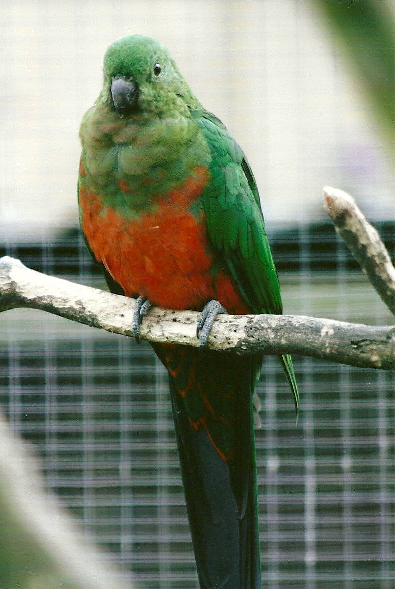Australian King Parrot 11th September 2012