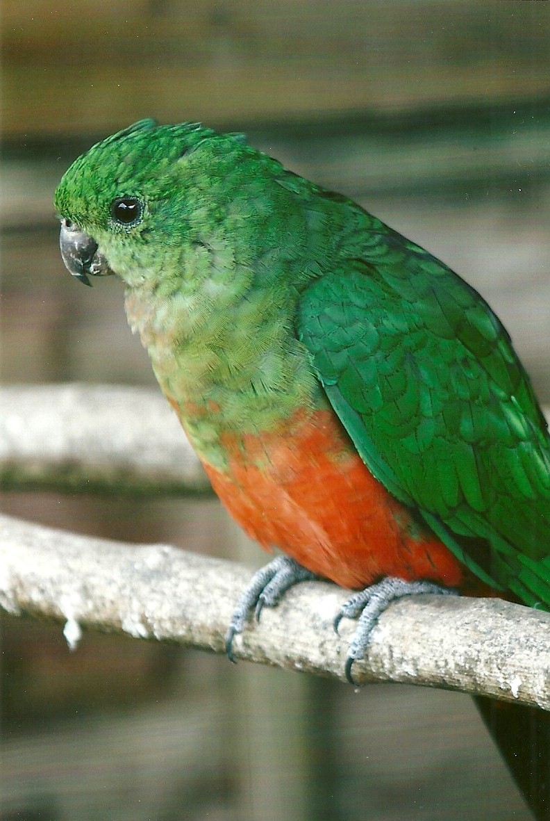 Australian King Parrot 11th September 2012