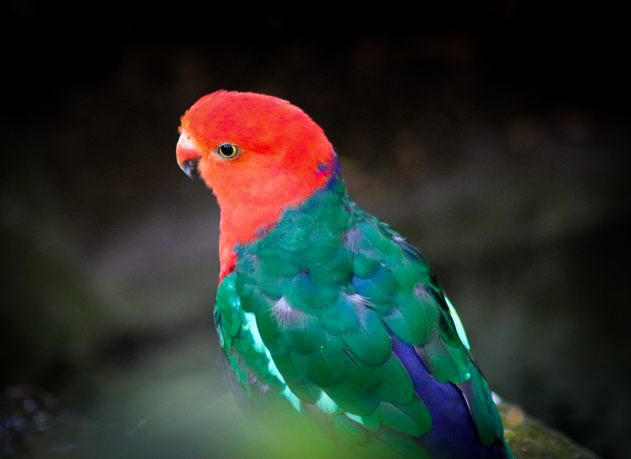 Australian King Parrot (Alisterus scapularis) - December 2019