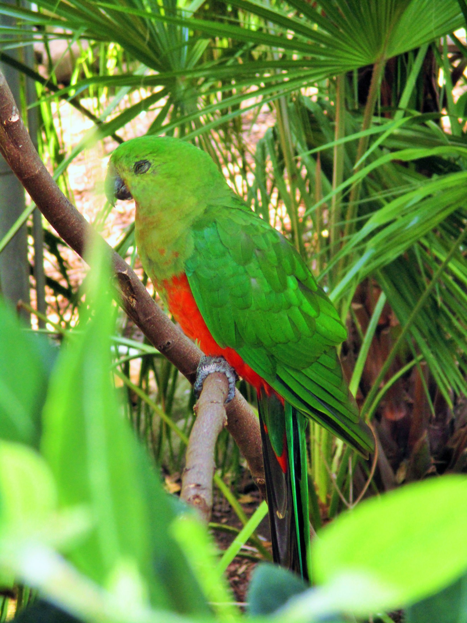 Australian King Parrot (Alisterus scapularis)- Female