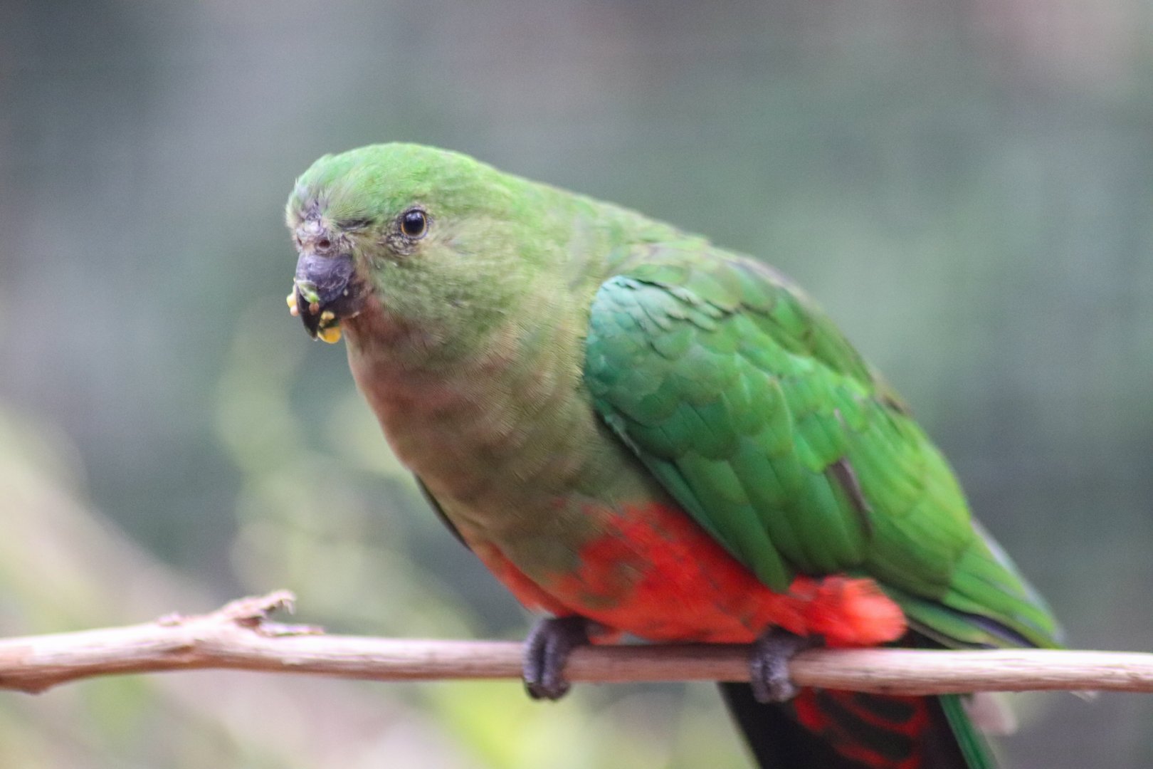 Australian King Parrot (Alisterus scapularis) - Female