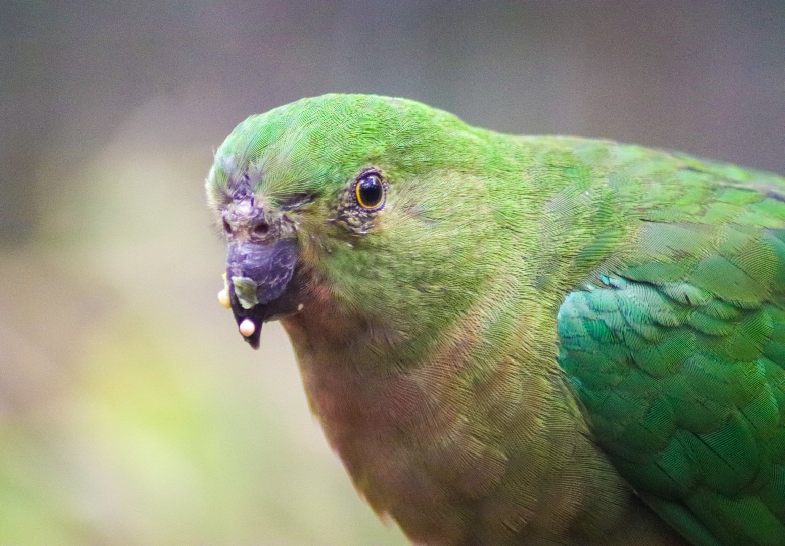 Australian King Parrot (Alisterus scapularis) - Female