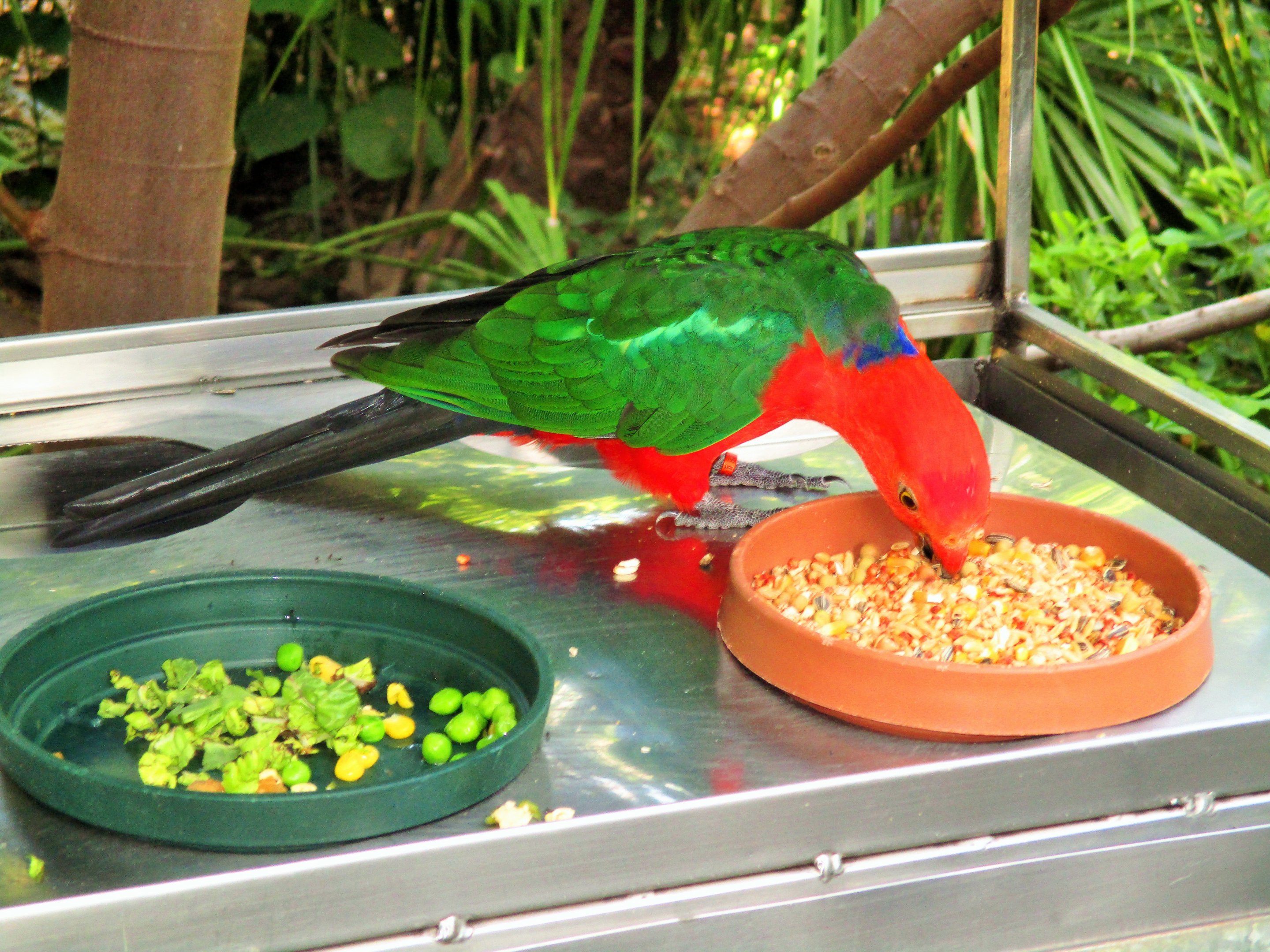 Australian King Parrot (Alisterus scapularis)- Male