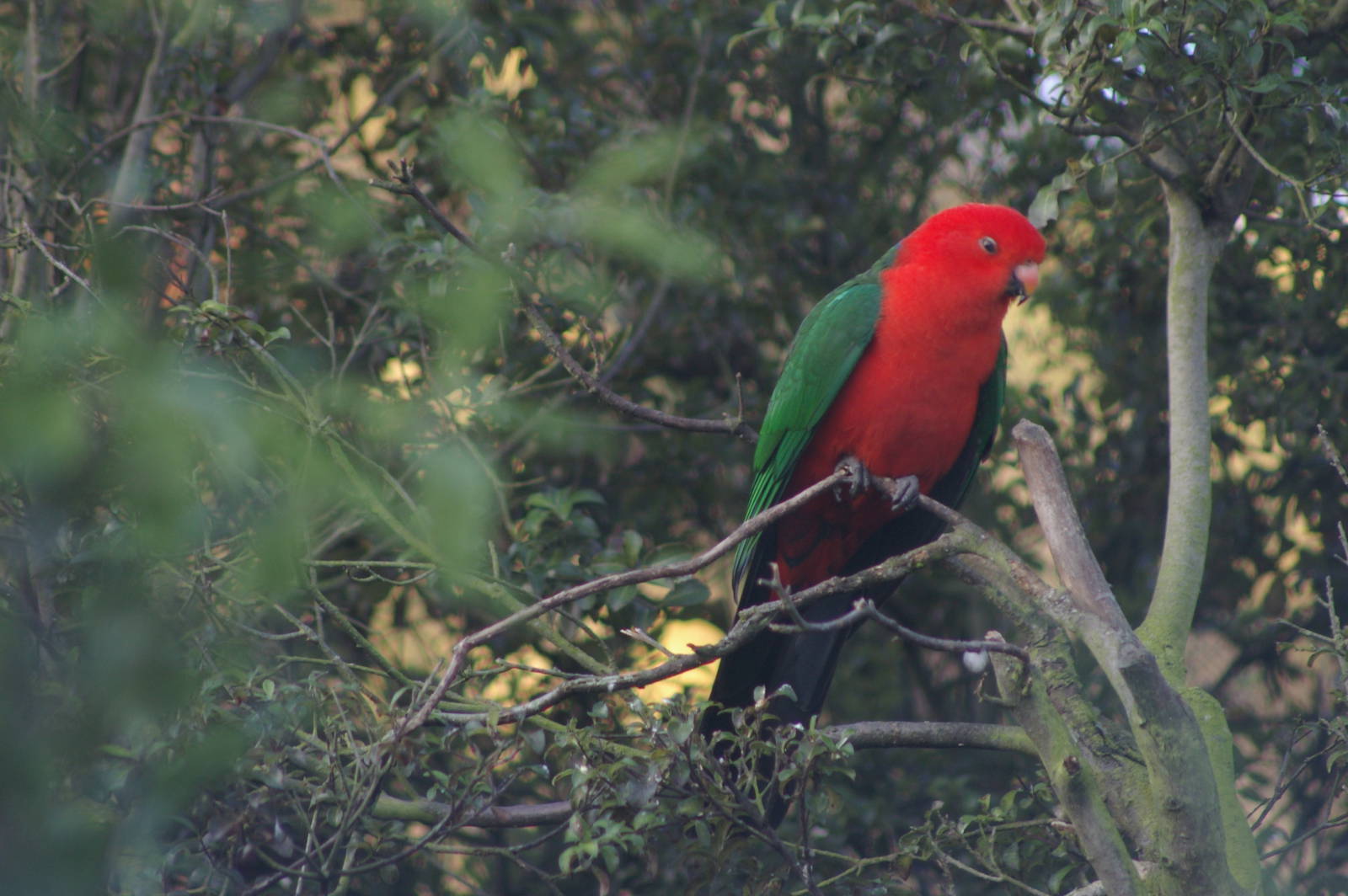 Australian king parrot (Alisterus scapularis)