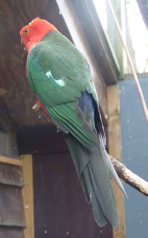Australian king parrot (Alisterus scapularis)