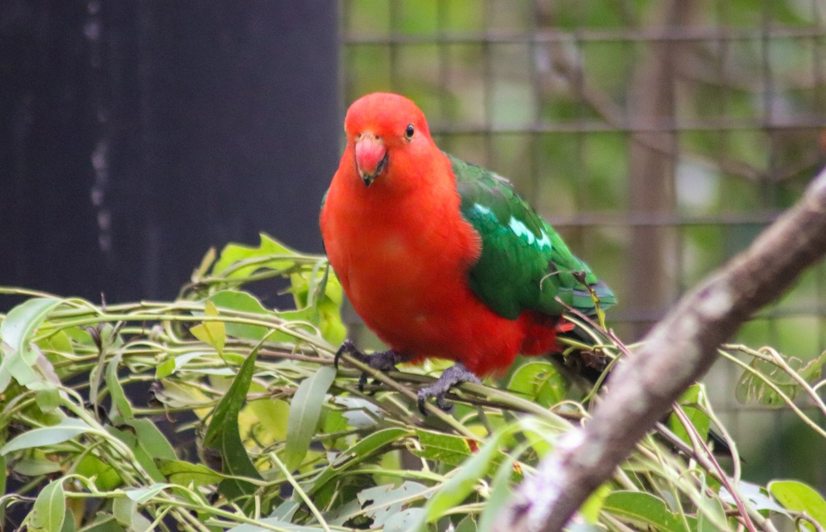 Australian King Parrot (Alisterus scapularis)
