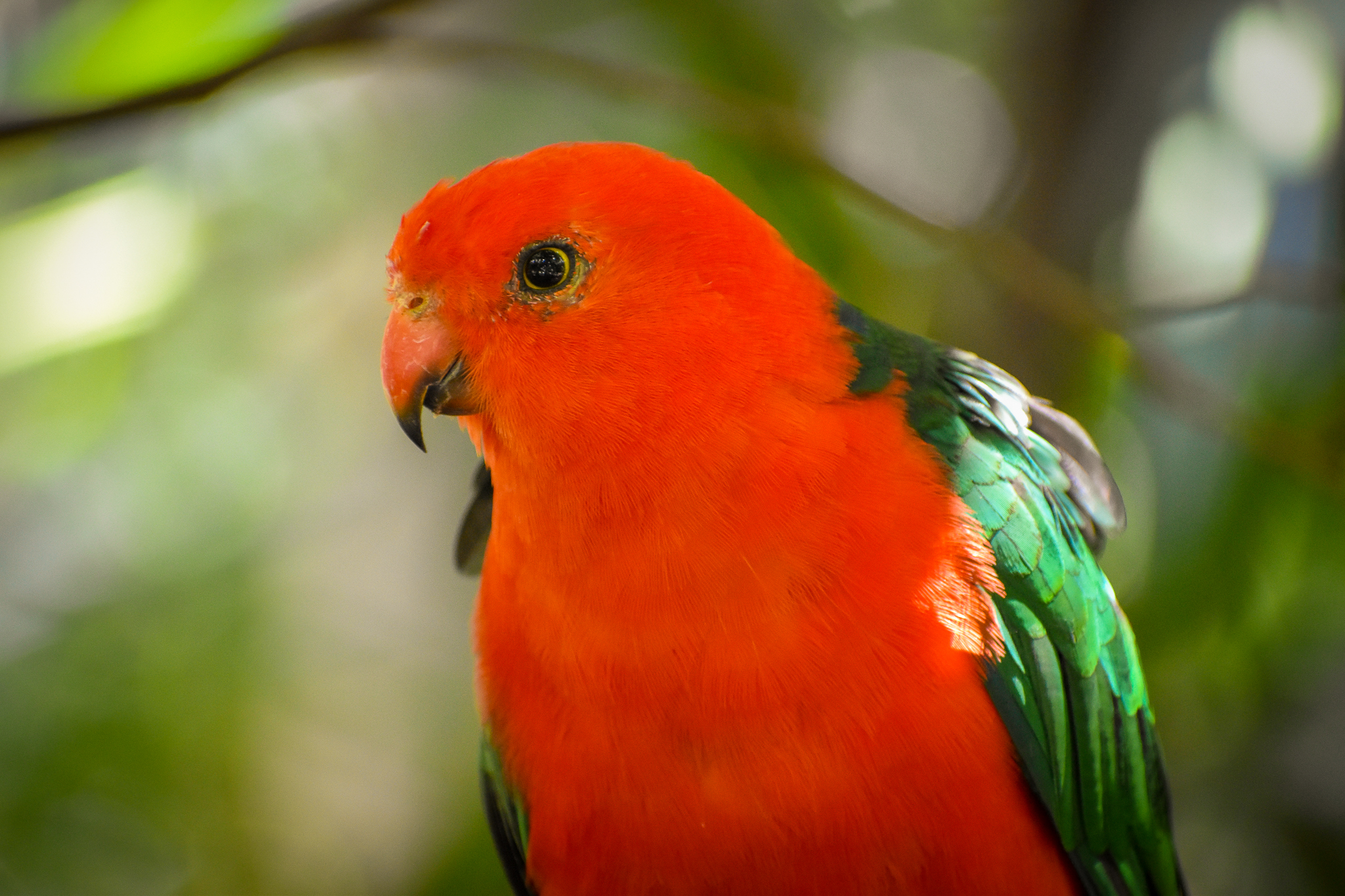 Australian King Parrot (Alisterus scapularis)