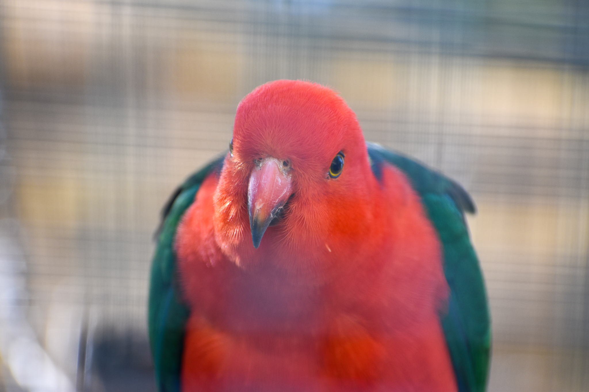Australian King Parrot (Alisterus scapularis)